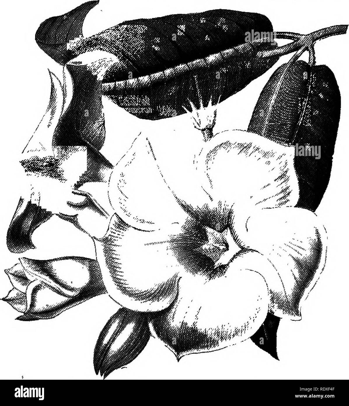 . Le Livre de jardinage ; un manuel d'horticulture. Jardinage, Horticulture. 688 LE LIVRE DE JARDINAGE. terreau, sable et il convient pour de plus en plus ; si trop riche un compost utilisé, une abondance de croissance et très peu de fleurs seront le résultat. Il est nécessaire de bien mûrir la croissance à l'automne et à conserver les plantes plutôt sec pendant l'hiver. Avant qu'ils montrent des signes de croissance en démarrage au printemps suivant, les branches doivent être élagués assez librement et les faibles pousses découper. Dipladenia.-Ces beaux evergreen twiners d'Amérique du Sud, à laquelle plusieurs variétés de jardin Banque D'Images