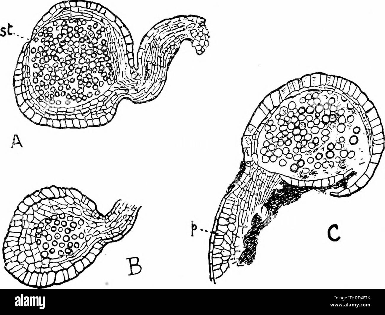 . L'origine d'une flore terrestre, une théorie fondée sur les faits de l'alternance. La morphologie des plantes. 502 FILICALES cette espèce que le début de stades de la germination n'a été observé dans le sporange, un fait a tenu à montrer sa nature de fougères, tandis que ses autres personnages le relier à l'Botryopterideae. Les sporanges ont bien été observées dans Zygopteris par Renault (Fig. 272). Ils ont été supportés en groupes sur les extrémités de l', pinnules et étaient en forme de poire et légèrement courbée. La manette, s'était allongé, assez robustes, et élargi progressivement vers la tête du sporange. Cette dernière a été composer Banque D'Images