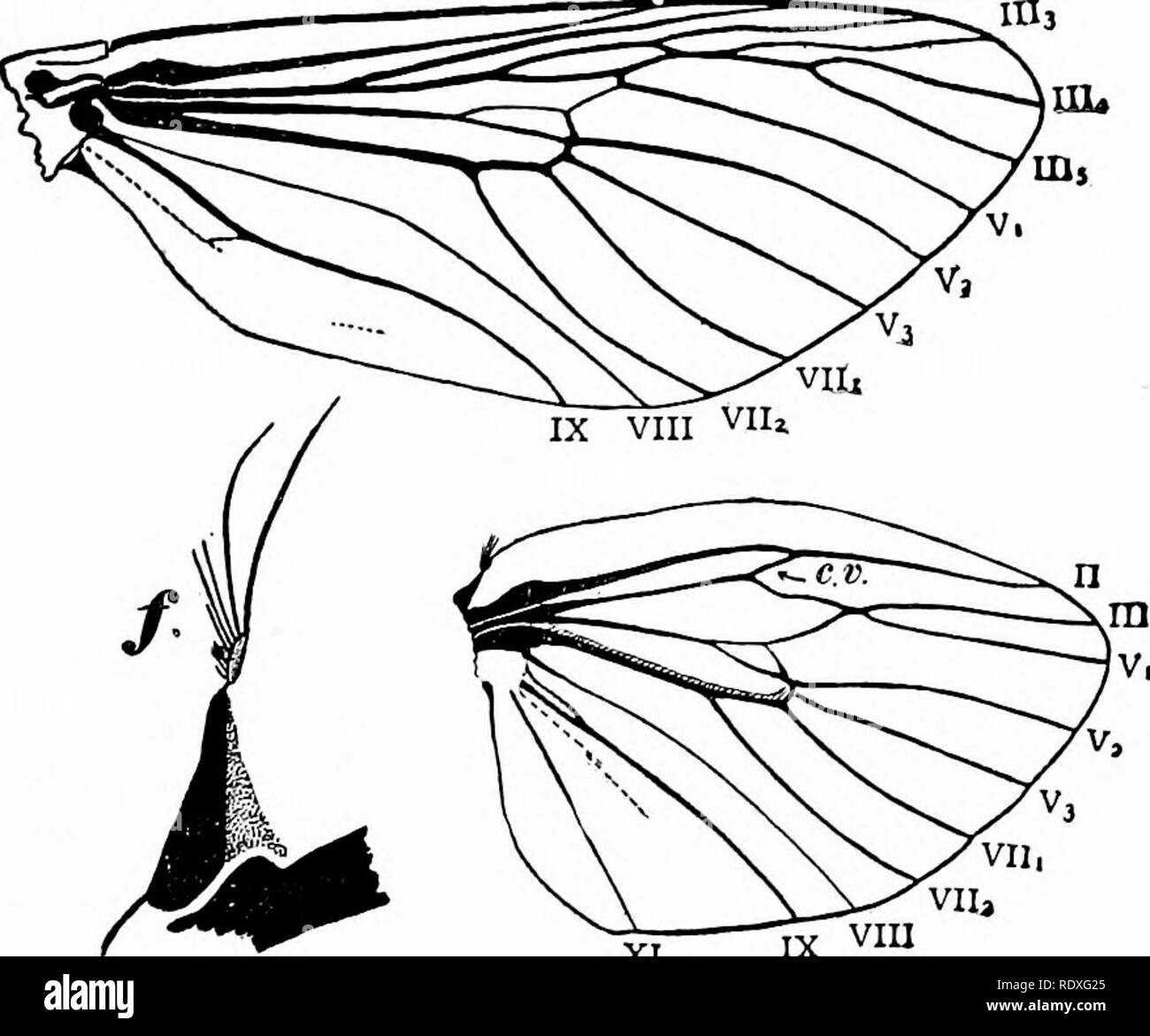 . Wilder le quart de siècle d'adresses : une collection de documents originaux dédiés à Burt Professeur Wilder vert à la fin de sa 25e année de service à l'Université Cornell (1868-1893). Wilder, G. Burt (Burt vert), 1841-1925 ; zoologie ; anatomie ; physiologie ; évolution ; les Africains américains. Evolution et taxonomie 63 de la veine principale sera plus près de la base de l'aile en plus des formes spécialisées que dans l'ensemble des membres du même groupe. D'autre part lorsque le tendenc}' de la sélection naturelle est de réduire l'un de ces domaines, les branches se consolider avec la tige principale à Banque D'Images