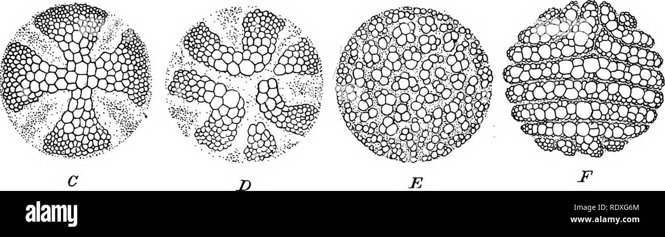 . L'origine d'une flore terrestre, une théorie fondée sur les faits de l'alternance. La morphologie des plantes. L'anatomie comparée 329 de plus gros éléments sans en alternant entre eux. Les espaces entre les rayons du xylème sont occupés par les tubes criblés, avec le mensonge du protophloème en périphérie, tandis que le parenchyme conjonctif forme une gaine complète intervenant entre le phloème et le xylème. L'ensemble est investi par une gaine parenchymateuse ressemblant à un dérivé du péricycle, mais, selon Strasburger,1 à partir de l'écorce : l'extérieur c'est l'endoderme, reconnaissable bien que les jeunes comme une seule mise Banque D'Images