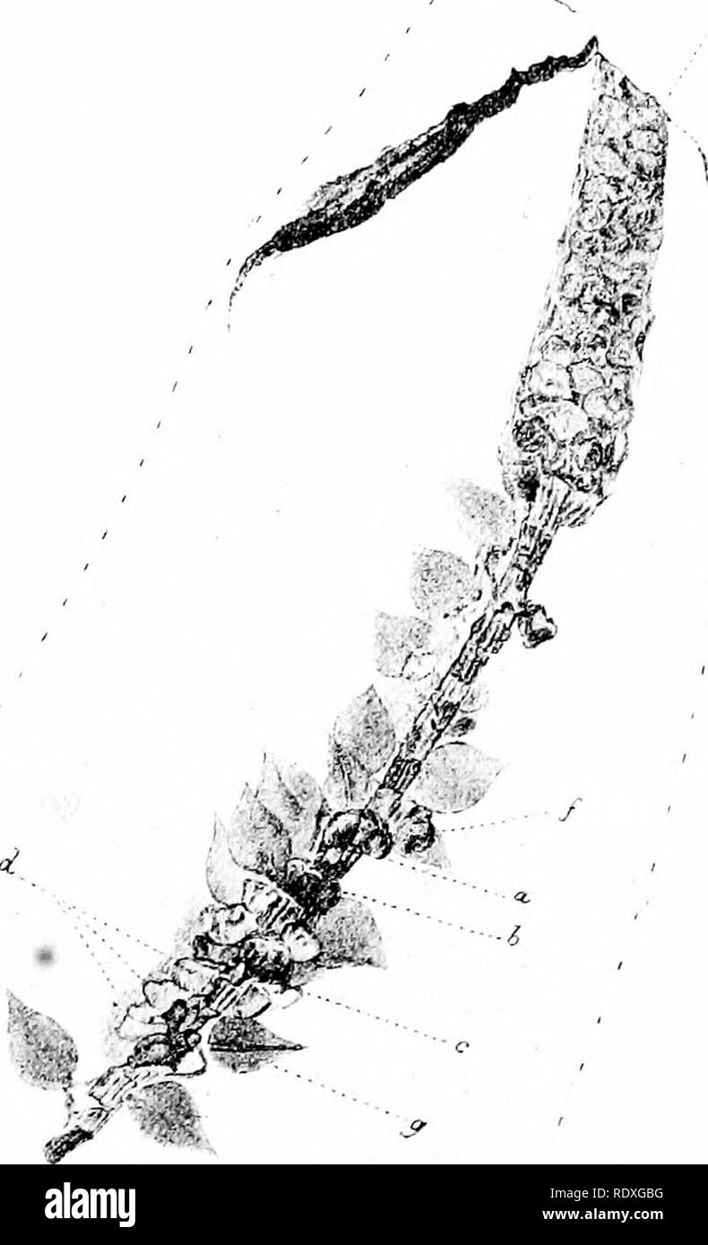 . L'origine d'une flore terrestre, une théorie fondée sur les faits de l'alternance. La morphologie des plantes. 298 LYCOPODIALES des fossiles qui ont été référés à un près de l'affinité avec Lycopodiitm sous le nom Lycopodites, beaucoup ont été montré à trouver. Slockii Kirist Lycopodites,. 1 -spécimen, grandeur nature ; a-f, sporanges ; g. sporophylle. 2  = sporophyIl élargie. 4  = petit passage de l'article, agrandie, montrant verticillate- feuilles bases. (Après Kidston.) leur vraie place ailleurs.1 Mais au moins certains d'entre eux présentent des caractères distincts Lycopodinous : par exemple, Lycopodites Siockii, Kidston, à partir de la calci Banque D'Images