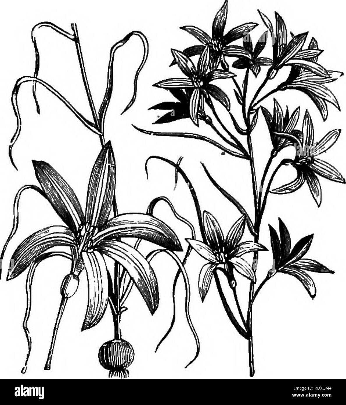 . Le Livre de jardinage ; un manuel d'horticulture. Jardinage, Horticulture. 336 LE LIVRE DE JARDINAGE.. bien connus en raison de leur envie de ressemblance avec un red-hot poker. Dans les catalogues qu'ils sont généralement classés comme Tritomas ; mais sous quelque nom trouvé, ils sont tellement que décoratif le fond devrait être connue, aussi souvent qu'ils sont les plus brillants des fleurs dans un jardin d'automne. Cependant, elles ne sont pas exclusivement des plantes d'automne, pour certaines espèces (caukscens K. et K. Rooperi, à propos de 4ft.) sont en beauté au début de l'été. Le premier peut être décrit comme le saumon rouge, et le deuxième comme disponible, Banque D'Images