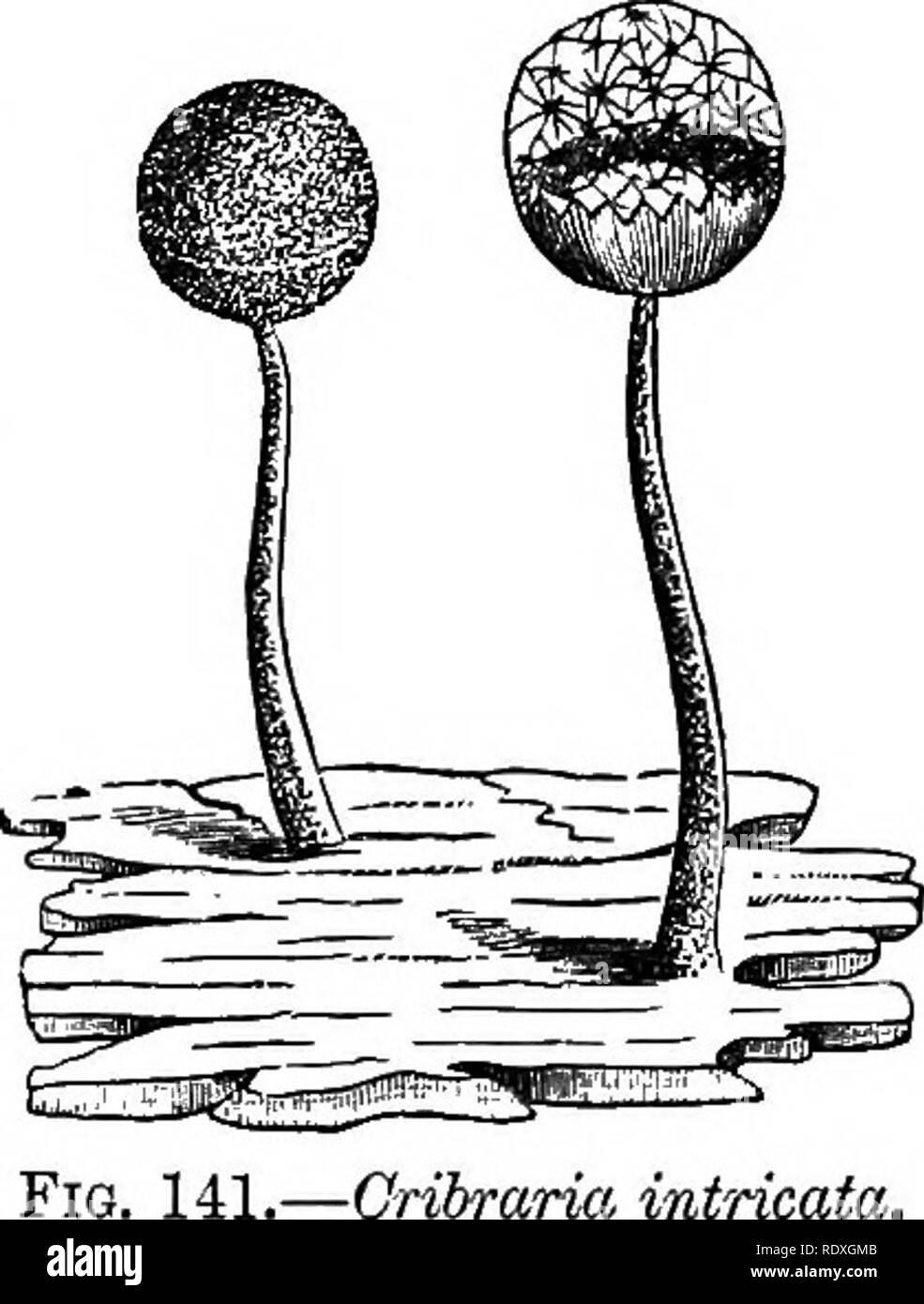 . Introduction à l'étude des champignons ; leur organography, classification, et la distribution, à l'usage des collectionneurs. Les champignons. Champignons slime-MYXOMYCÈTES classification 313 qui a été adoptée pour ces organismes singuliers, les caractères pour lesquels sont issus de la reproduction et de l'état final. Le premier des quatre commandes, dans lequel l'ensemble du groupe est subdivisé, est le Peritrichiaceae, dans lequel le mur de le sporange n'est pas incrustée de lime, et le capillitium est soit absente ou formé à partir de la paroi du sporange. Cet ordre est à nouveau subdivisée en deux sous-ordres-que de Banque D'Images