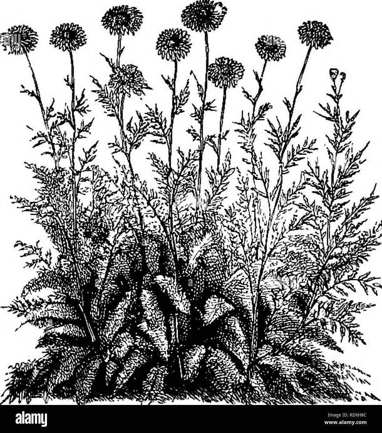 . Le Livre de jardinage ; un manuel d'horticulture. Jardinage, Horticulture. Le livre de jardinage. Potentilles (quinte feuilles) sont des plantes à fleurs, de culture facile dans la frontière mixtes* facilement à accroître par graines ou par division. P. argyrophylla, connu également comme insignis,, est une excellente plante de bordure, atteignant une hauteur de 2 pieds ; il a beau feuillage argenté et fleurs jaune lin. de diamètre. La variété de fleurs pourpre foncé a atrosanguinea, produite à partir du mois de mai au cours de l'été. P. nepalensis (syn. P. formosa) est une plante de plus en plus i8in. à 2m de hauteur, et produisant une abondance de Banque D'Images