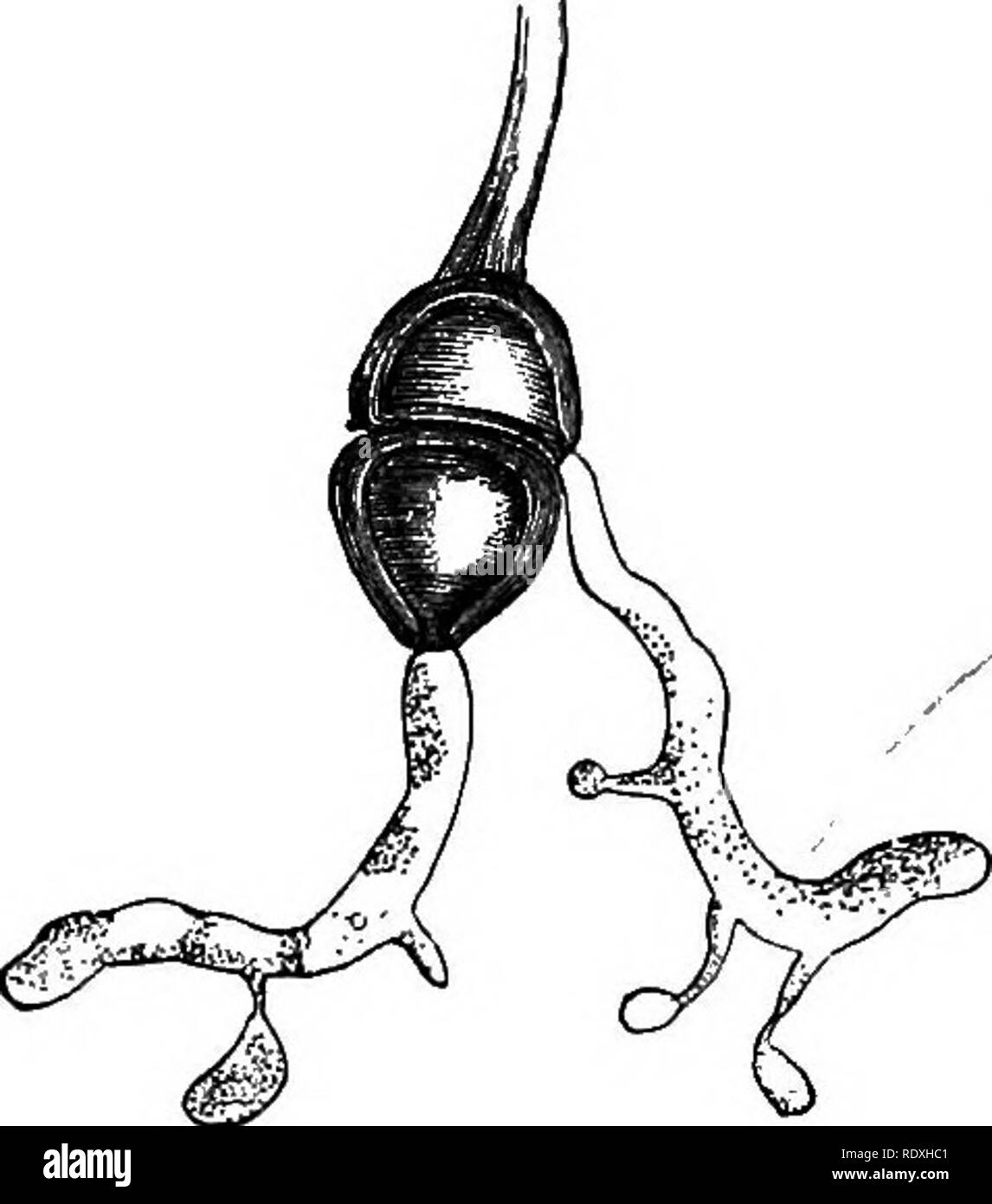 . Introduction à l'étude des champignons ; leur organography, classification, et la distribution, à l'usage des collectionneurs. Les champignons. 8o INTRODUCTION À L'ÉTUDE DES CHAMPIGNONS du stosa&amp;ta de la plante hôte, où il devient le nouveau mycélium d'une spore:double, qui peut être soit que "d'un ou d'une spore- uredo" teleTffippare ! La violette qui s'affichent sur leur surface inférieure marron le^^ dispersée des pustules de l'urédospores, seront, plus tard, dans thlTseason aksojrimUar pustuEsjEnxeJ exposition'^avec eux et près de la même taille et forme, mais beaucoup plus sombre en couleur, ou -la feuille peut être occupé Banque D'Images