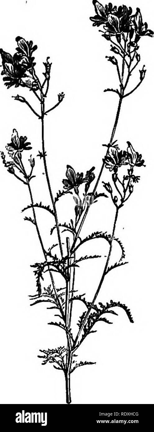 . Le Livre de jardinage ; un manuel d'horticulture. Jardinage, Horticulture. 252 Le livre de jardinage. Schizanthus Grahami retusus (Fig. 142) est un • automne élégant-floraison annuelle', convient pour lits et frontières ; ses fleurs rose foncé, de la pourpre, sont produits à partir de juin à octobre. 2m de hauteur se développe. S. fiinnatus, 2m de hauteur, a rose-mauve et jaune, fleurs tachetées de mauve ou violet. Elle fleurit de mai à octobre, et est le plus robuste des deux espèces. Ils font d'excellentes plantes en pot. Schizopetalon Walkeri est un joli roulement annuel, fleurs blanches, qui sont delightf Banque D'Images