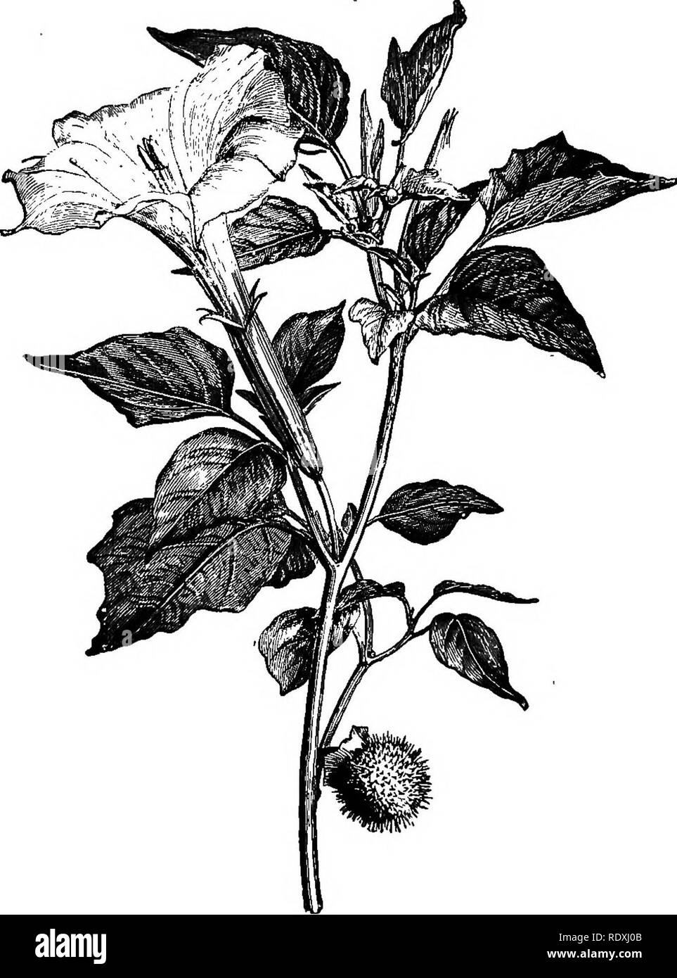 . Le Livre de jardinage ; un manuel d'horticulture. Jardinage, Horticulture. 188 LE LIVRE DE JARDINAGE. fleurs pourpre veloutée. Ces Carinas hybride varient en hauteur de j8in. à 4ft., et des fleurs à la fin de l'été et l'automne. Daturas sont beaux-foliaged massive des plantes, avec de grandes fleurs en forme de trompette, et sont beaucoup admiré. La demi-hardy plantes annuelles peuvent être facilement soulevée à partir de graines semées en pépinière au début du printemps, rempotage séparément, et enfin de les planter en plein dans un. Fig. 92.-Datura meteloides. la lumière, un sol chaud en juin. D. ceratocaula 3m de hauteur se développe et, en juillet, produit de grosses patates-scente Banque D'Images