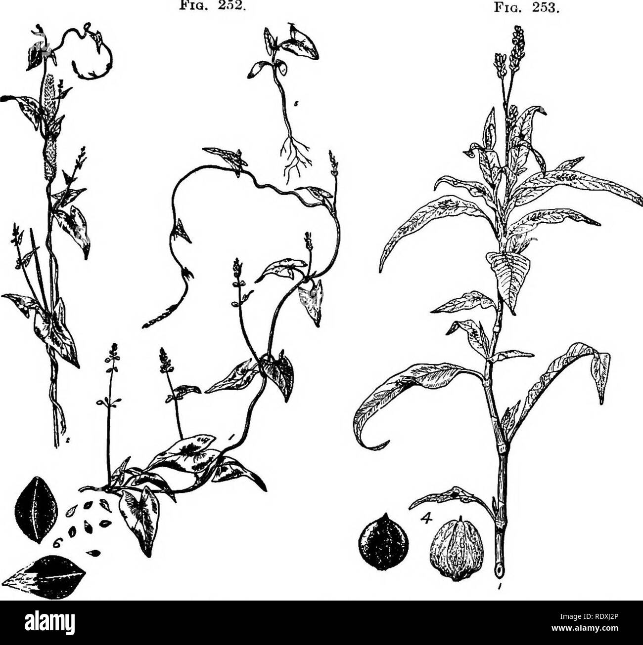 . L'horticulture ; un manuel pour les écoles secondaires et normales. Jardinage ; légumes ; fruits-culture. Les mauvaises herbes et les graminées dans les vergers 353 tués par.l'hiver. L'herbe du crabe (Fig. 248), l'herbe sèche, et d'autres graminées annuelles sont de peu d'avantages comme cultures de couverture d'hiver. Le producteur ne doit pas s'excuser de semer une bonne culture de couverture en pensant que les mauvaises herbes ne fera de même. La quantité de nourriture végétale recueillie par la croissance des mauvaises herbes du verger ne se forment pas une culture d'engrais vert le printemps prochain. C'est la Fig. 252.. Fig. 252.-sauvage ; 1, ensemble de l'usine ; 2, liquidation de l'usine arou Banque D'Images