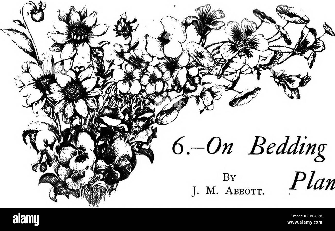 . Le Livre de jardinage ; un manuel d'horticulture. Jardinage, Horticulture. 6-Sur la literie de J. M. Abbott. * L'ICMtS. Le terme " plantes à massifs" est habituellement appliqué à ces sujets que la moitié- hardy Pélargonium et Calceolarias, qui sont plantés dans des lits pour l'été. Cependant, cela semble être une plutôt restreint le sens du terme, comme la plante rustique qui sont utilisés pour la décoration des mêmes lits en hiver et au printemps ont simplement comme une réclamation au titre de" - plantes à massifs'' comme ont été les occupants de ces lits, et ils seront donc inclus dans ce chap Banque D'Images . Le Livre de jardinage ; un manuel d'horticulture. Jardinage, Horticulture. 6-Sur la literie de J. M. Abbott. * L'ICMtS. Le terme " plantes à massifs" est habituellement appliqué à ces sujets que la moitié- hardy Pélargonium et Calceolarias, qui sont plantés dans des lits pour l'été. Cependant, cela semble être une plutôt restreint le sens du terme, comme la plante rustique qui sont utilisés pour la décoration des mêmes lits en hiver et au printemps ont simplement comme une réclamation au titre de" - plantes à massifs'' comme ont été les occupants de ces lits, et ils seront donc inclus dans ce chap Banque D'Images