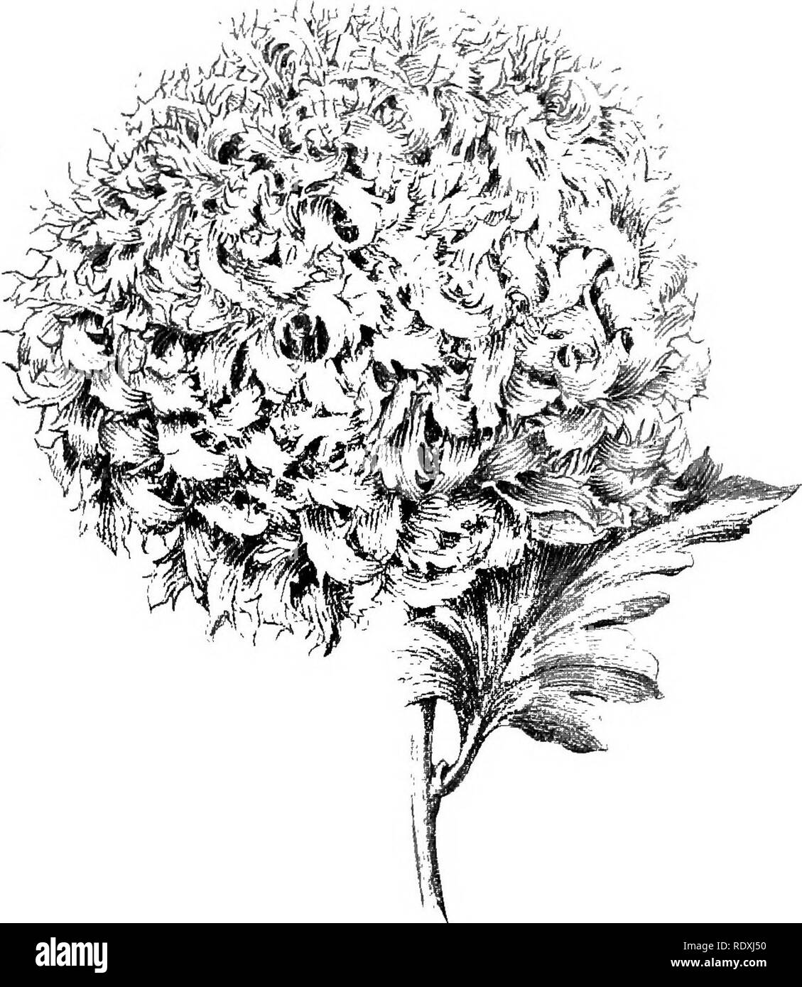 . Le Livre de jardinage ; un manuel d'horticulture. Jardinage, Horticulture. Sur chrysanthème ?. J5j très nain. Dorothy Wooderson, rose doux ; gros. D. Windsor, marron ; grand et fin. Emily Wells, belle rose clair ; très jolie ; assez petite. Eucharis, blanc pur ; gros ; très belle fleur nain. Framfield beauté, d'une couleur ; l'utilisation des bons. Golden Star, le jaune pur ; grand et excellent. Kate l'Aubépine, l'un des plus beaux de jaunes ; splendide. Mary Anderson, blanc, teinté de. Fig. 74.-Chrysanthème Hairy étonnant. rose ; petit et joli. Mademoiselle Rose, rose doux ; petite et charmante. Mme A. E. Banque D'Images