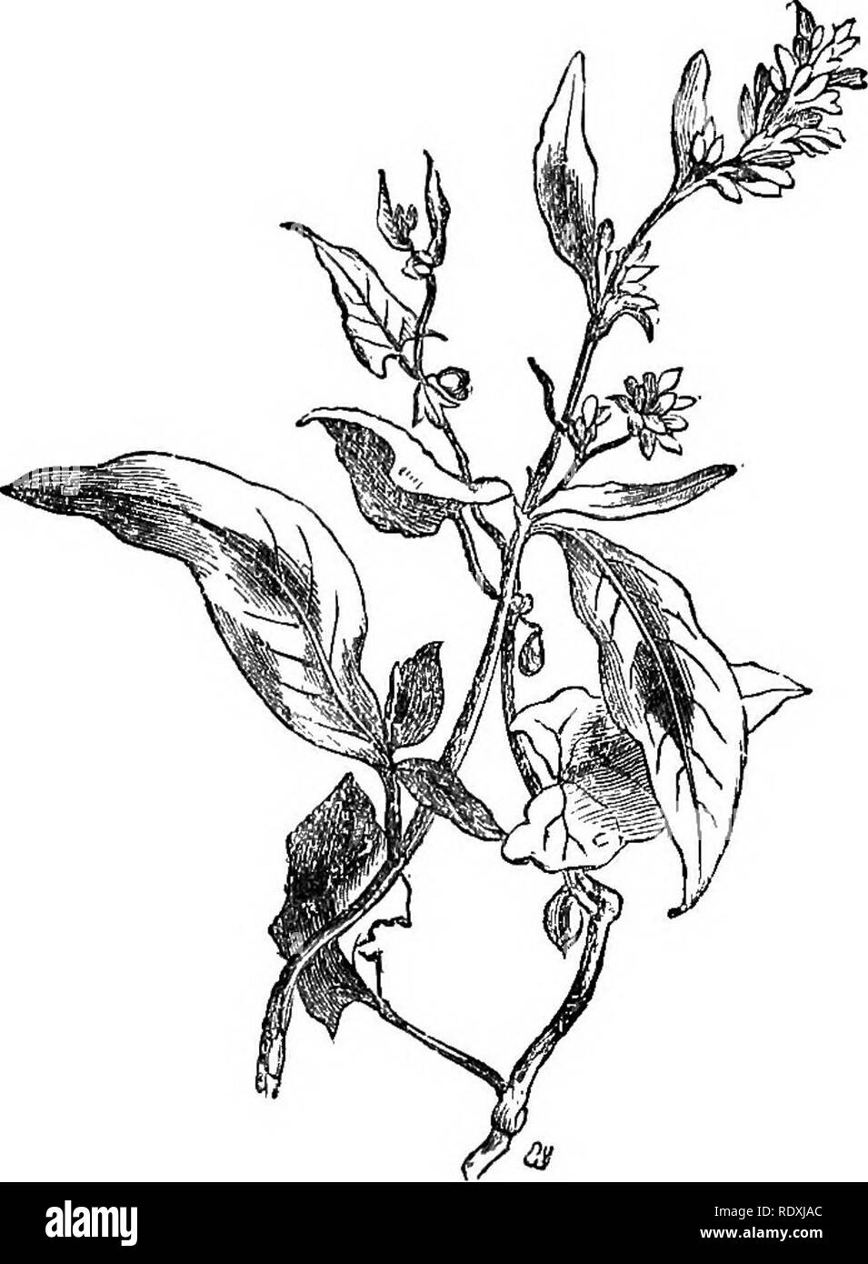 . Monstres et merveilles de la vie végétale ; ou, les curiosités de la végétation. Anatomie végétale. TWINERS et grimpeurs. 195 Quantité de chaleur. Le twining Polygonum {Poly- gonum convolvulus), cependant, qu'au cours de la ficelle au milieu de l'été à l'automne ; elles vont croître vigoureusement, mais sans aucune tendance à grimper.. Fig. 24.-l'Twining (Polygonum Polygonum convolvulus). La plupart des haricots, le jardin de la scarlet runner genre, sont d'excellents twiners, tandis que certaines des variétés ne présentent aucune tendance à la ficelle. Le seul autre point sur lequel nous allons faire allusion à l'O 2. Veuillez noter que ces images sont extraits f Banque D'Images