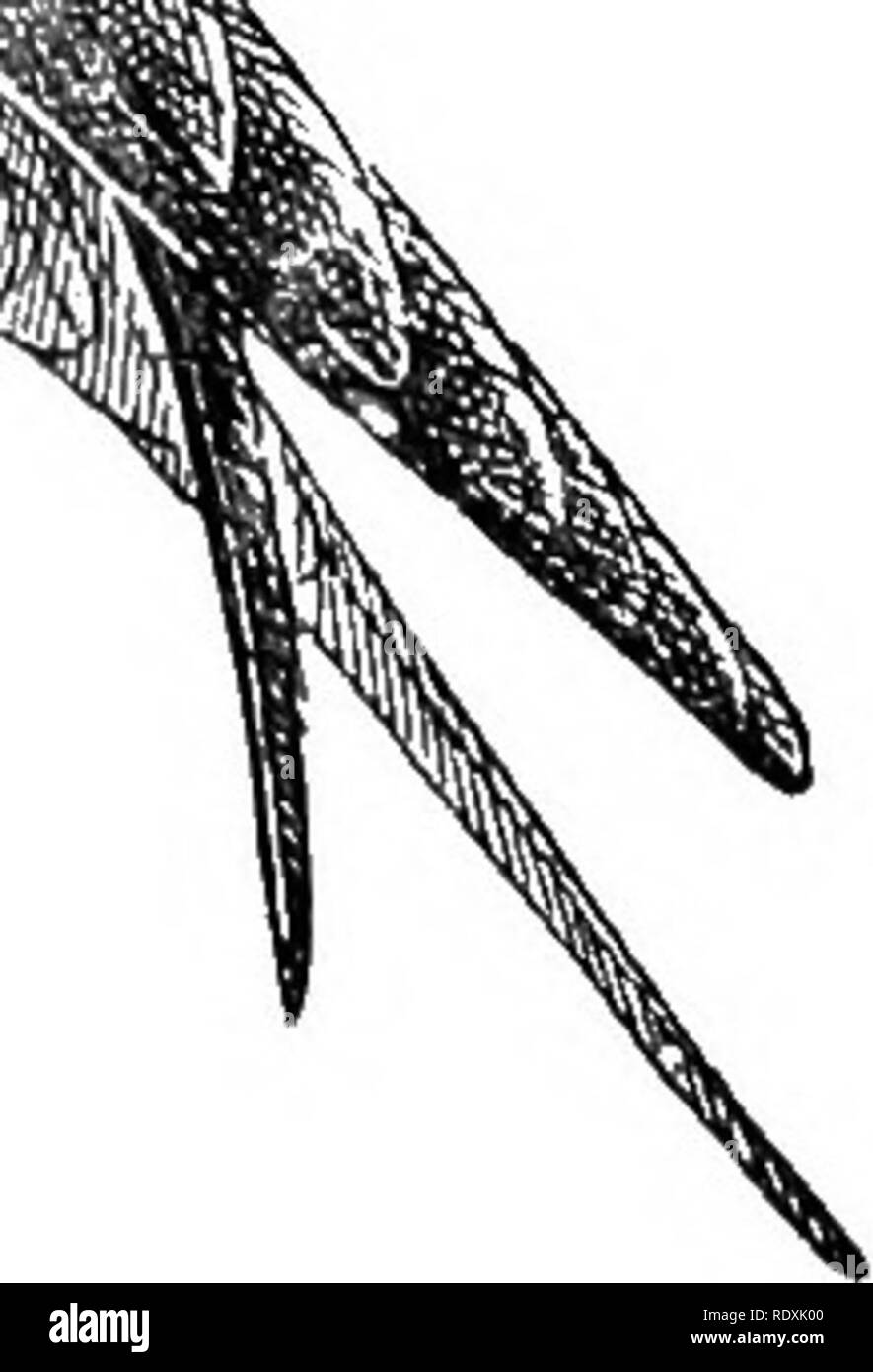 . [Collectés les réimpressions, 1895-1916. Les oiseaux. ^â un t/vi"/^» ^^^ ? je . Mis. 16.âBarn. avaler les habitudes de nidification primitive et attachés à la demeure de l'homme. En tant que groupe, les hirondelles sont grégaires et social dans un degré éminent. Certaines espèces construisent des nids en grandes colonies, parfois des milliers de numérotation ; dans le cas d'autres que deux ou trois couples sont foundiogether ; tandis que d'autres nichent habituellement dans les paires unique. Leurs habitudes sont trop familier d'exiger d'une description étendue. Leur industrie et tirelessness sont merveilleux, et pendant la journée, il est rare de voir des hirondelles au repos exc Banque D'Images