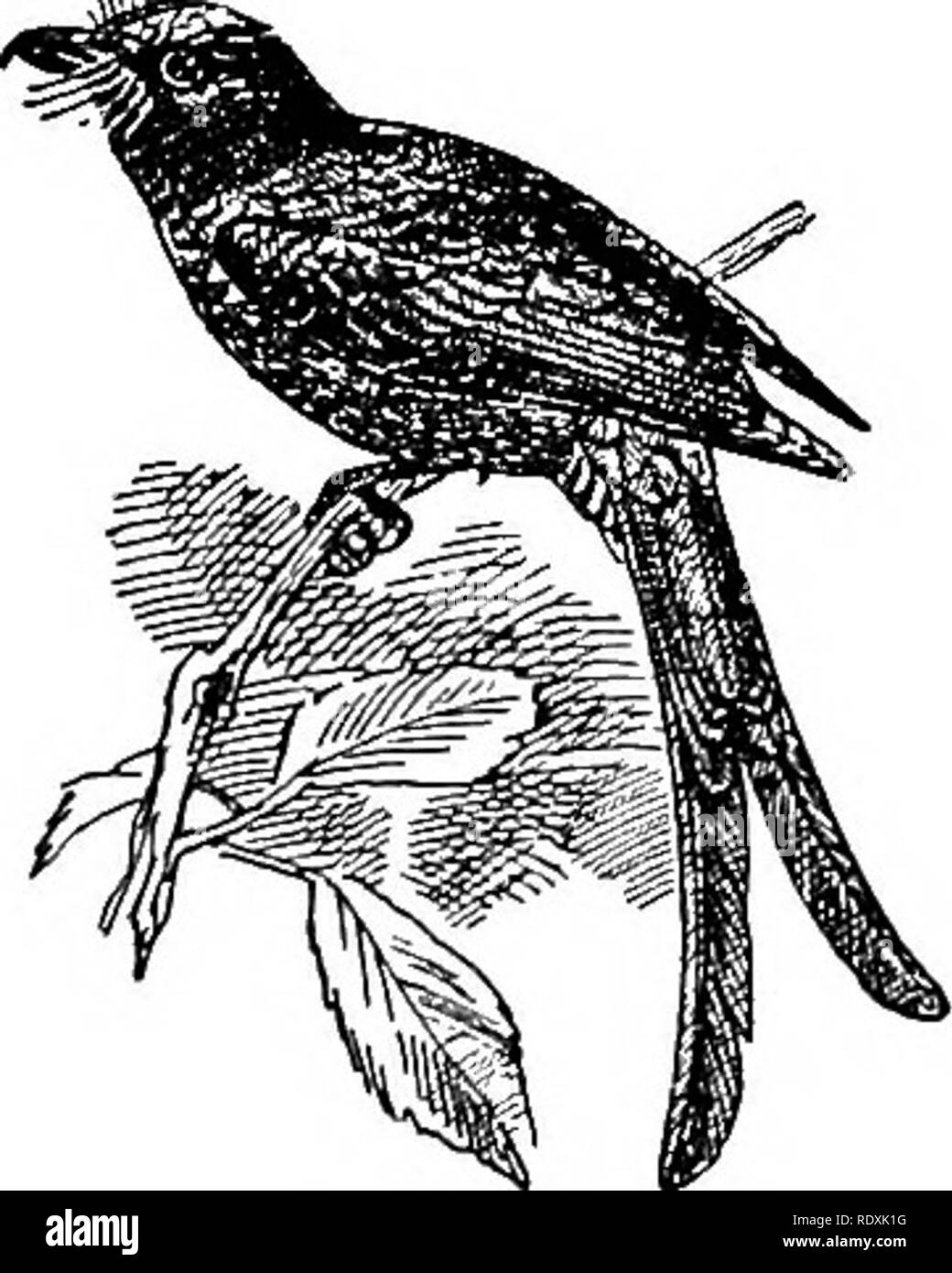 . L'histoire naturelle. Zoologie. DRONGOSâORIOLES. 361 Ils. Les Beautés vulgaires. ÂFamily Dicrurido}. Fig. 96- âThe.Dbongo Buchanga Noir (atra). Les orioles.Â FAMILLE Oriolidce, et la Chine, l'ensemble de l'archipel de Malaisie à l'Australie, s'asseoir sur des branches d'arbres, d'où ils sortent et capturer les insectes. Leur nid est un berceau suspendu entre la fourche d'une branche, et les œufs sont blanchâtres, avec marquages rouges. Dans presque toutes les espèces, la queue est bien nettement fourchue, surtout dans Buchaiiga, et dans certains genres, comme l'himalayen Chibia, les plumes externes sont recourbées vers le haut. Certains de la dro Banque D'Images
