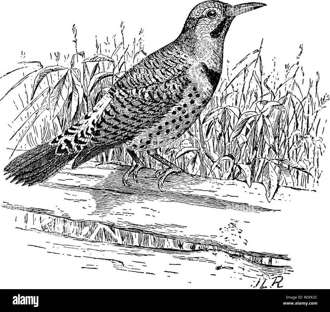 . [Collectés les réimpressions, 1895-1916. Les oiseaux. Le Eocky 8 montagnes. Il y a remplacé par le red-shafted flicker (C eafer], qui s'étend à l'ouest vers le Pacifique. Les deux espèces sont presque identiques comme dans les habitudes alimentaires que leur environnement. Les pies, tandis que les pics, véritable diffèrent quelque peu dans les habitudes du reste de la famille, et sont souvent vus sur le terrain à la recherche de nourriture. Comme le Pic chevelu aud, ils mangent les larves de bois et les fourmis, mais le nombre de fourmis mangées est beaucoup plus grande. Deux des pics' estomacs examinés étaient remplis de fourmis, Banque D'Images