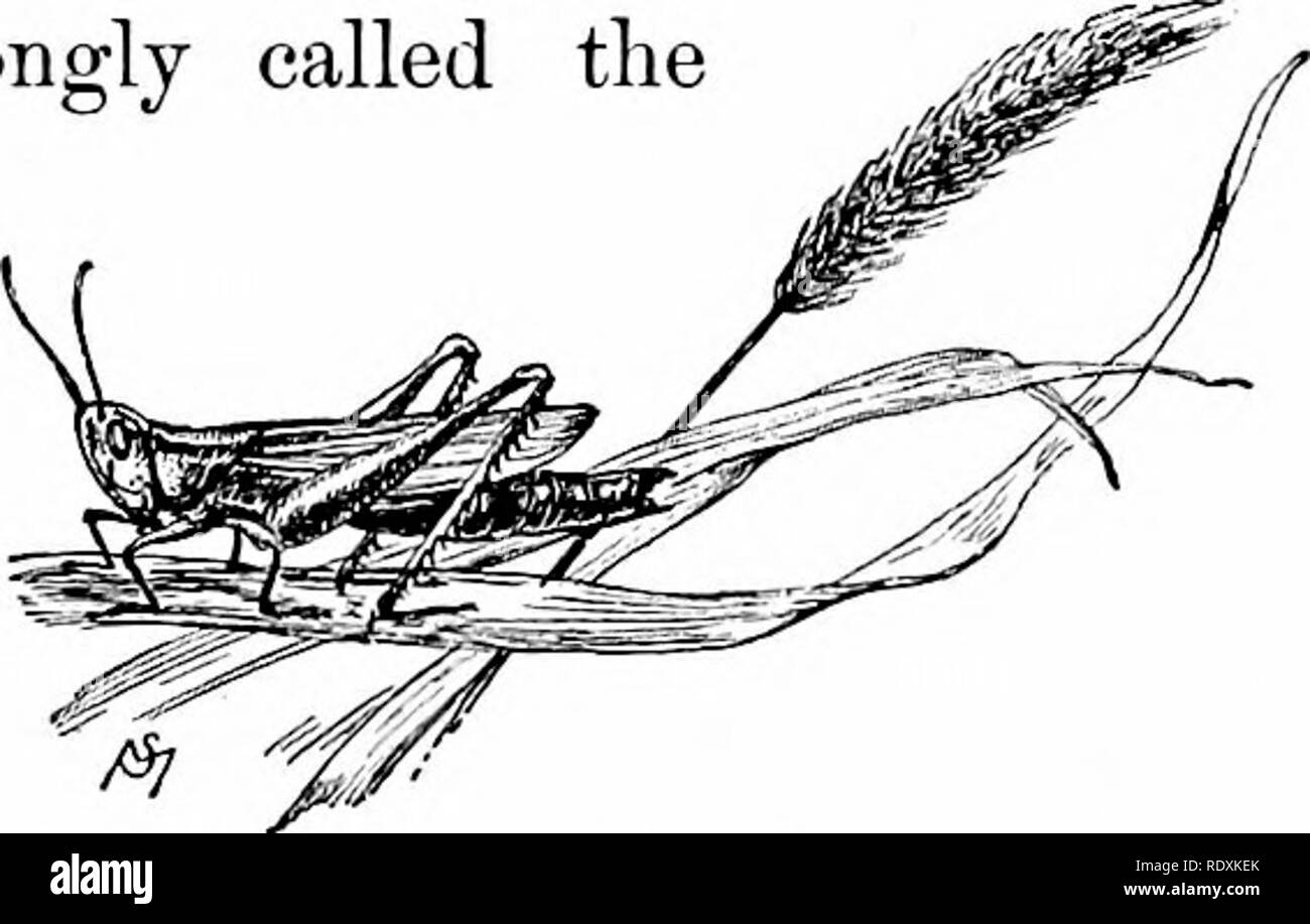. Fonctions habituelles de la route ; les fleurs, d'arbustes, d'oiseaux et d'insectes. L'histoire naturelle. MEADOW chanteurs. 105 Les notes de pas de deux specieis sont exactement semblables, donc si nous allons écouter attentivement un morceau particulier, qui vient à nos oreilles de la frontière du champ, on peut au moins être certain du genre d'une créature qu'il est qui chante. Je ne doit pas omettre dans la classe parmi les chanteurs pré le bruant sauterelle à ailes jaunes, ou Aminodramus Savannarurn sparrow (SCAP- serinus), parfois appelé à tort le bruant. Cet oiseau a le re- marquables don d'imi- tation d'une telle d Banque D'Images