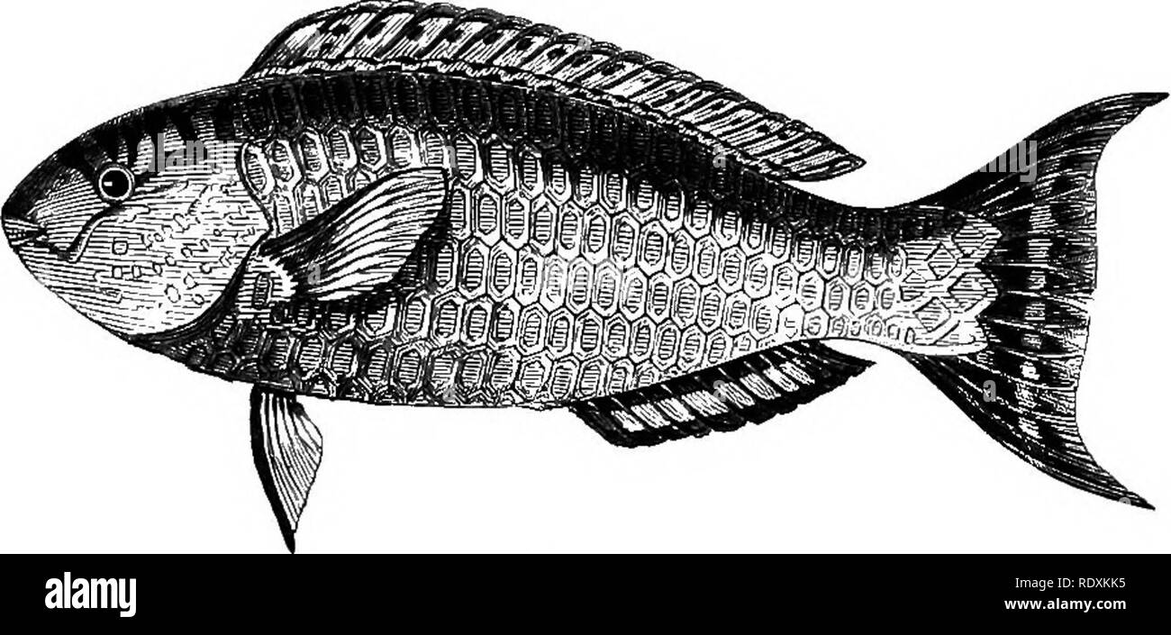 . Esquisses de l'histoire naturelle de Ceylan ; avec des récits et anecdotes illustrent bien les habitudes et les instincts des mammifères, oiseaux, reptiles, poissons, insectes, &amp;c. y compris une monographie de l'éléphant ... Zoologie ; les éléphants. Chap. X.] LE SCARUS HARID. 335 la mer de l'Est de l'Inde, et de la ces un figuré ci-dessus n'est peut-être le plus commun. Une autre espèce connue pour se produire sur les côtes de cey- lon, est le Scorpcena, miles Bennett, Pterois miles, GriintherS ou dont Bennett a donné un chiffre, mais il n'est pas tout à fait correcte dans certains détails. Dans les poissons de Ceylan, cependant Banque D'Images