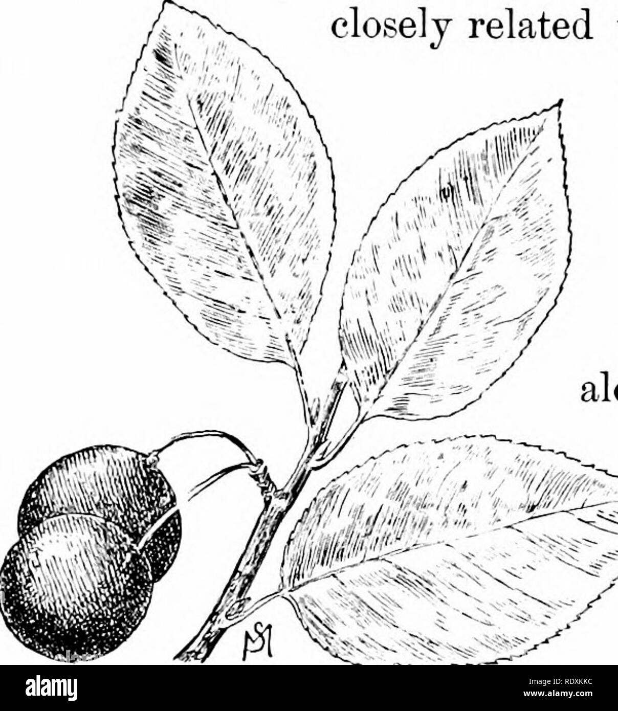 . Fonctions habituelles de la route ; les fleurs, d'arbustes, d'oiseaux et d'insectes. L'histoire naturelle. 40 FONCTIONS HABITUELLES DE LA ROUTE. reseml fruits)ling le prunier sauvage, est fréquemment vue ; c'est la plage plum {Primus maritima). C'est une dispersion de Bush qui s'épanouit dans le sable de la mer et porte-mat, rouge à peau dure, fruits aigres propres uniquement à préserver. Les fleurs blanches apparaissent avant que les feuilles ; ces sont épais, veiny, et quand les vieux crantée fortement. Un autre sj^ecies étroitement liés à la plage prune est le nain ou le sable cherry {Prumis pumila). Mais cela n'est généralement constaté sur le sable Banque D'Images