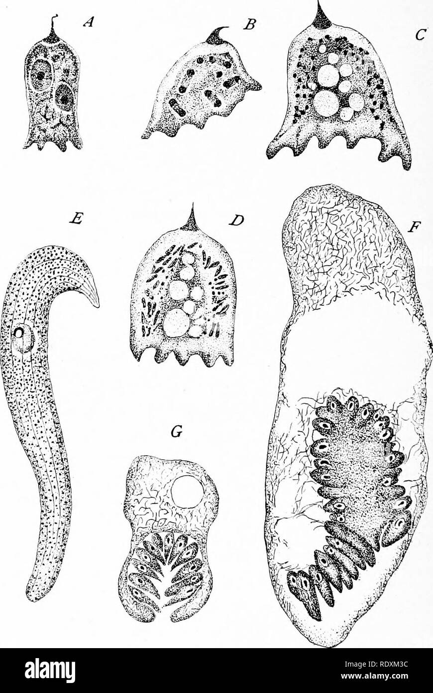 . Protozoo ?logie. Les protozoaires ; les protozoaires, pathogène. Le parasitisme 182 {gamétocytes p. ex. ascidiee Lankesteria (Monocystis), S'entraîné. (Fig. Eucoccidium Benedenia (75)) octopiana, et E. eledone). Fig. 76. Dans gregaiines schizogonie intracellulaire. .Une Eleutheroschizon dubosqui à D,, Brasil, intes- tinal parasite d'Sooloplos armiger, montrant la multiplication des noyaux (A, B) et formation de mérozoïtes (C, JO). (Après le Brésil.) e à &Lt ; ?, Schizocj'stis sipunculi, Dogiel ; E, d'organes adultes- isme ; F, G ; formation mérozoïte, mature mérozoïtes dans brood canity. (Après Dogiel.) dans d'autres cas, les processus de schizogonie Banque D'Images