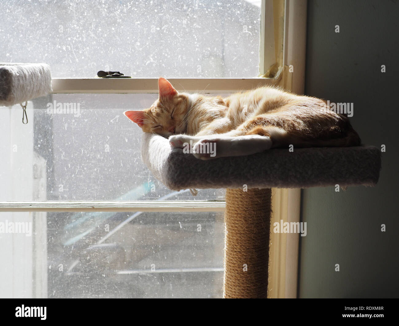 Mika le tabby orange soleil et prendre une sieste sur son arbre de chat Banque D'Images