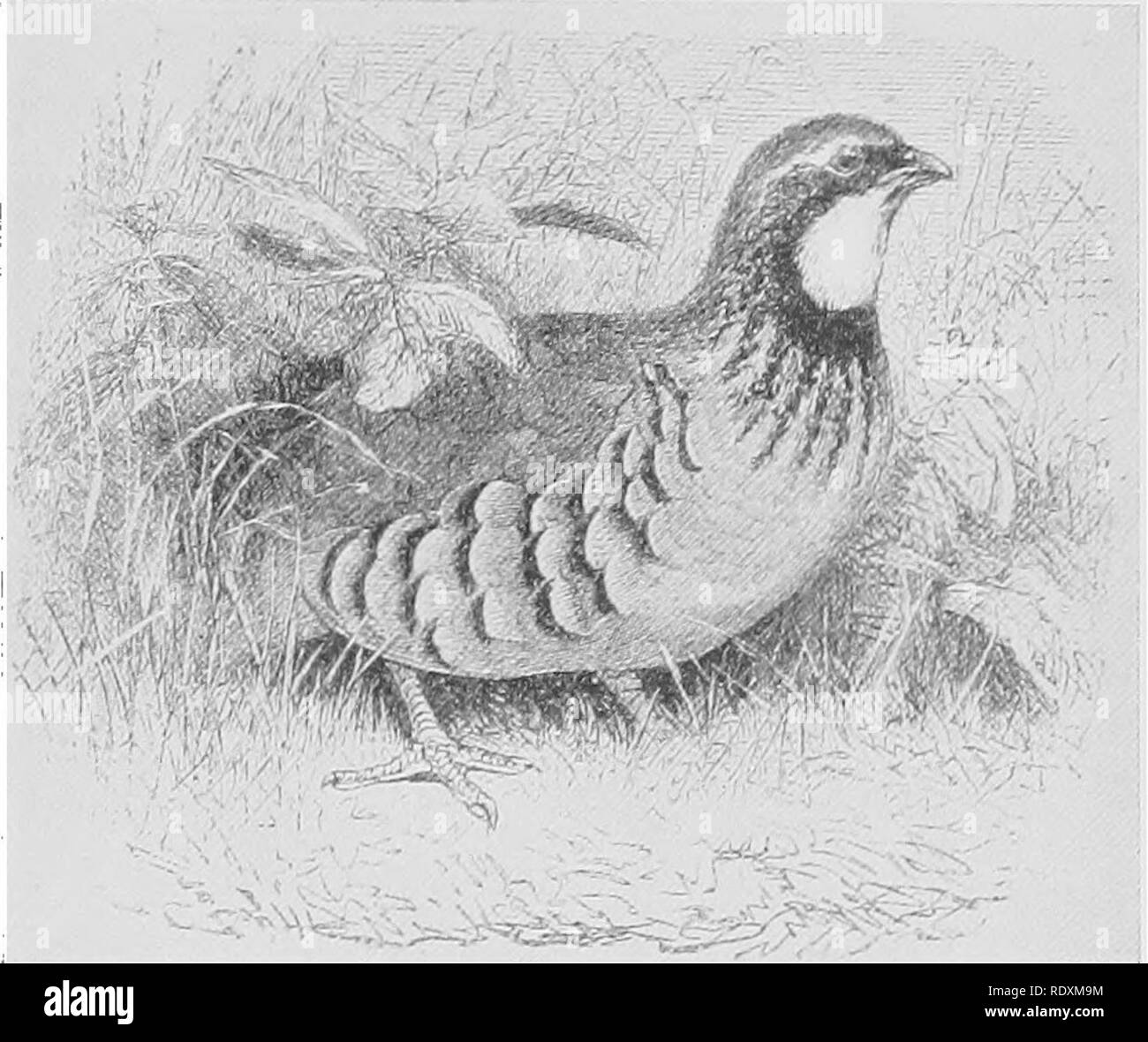 . Recréations d'un naturaliste . L'histoire naturelle. Le Red-legged PARTRIDGE 115 out à propos de Windsor afin d'obtenir un stock ; mais ils sont censés avoir péri pour la plupart, bien que certains d'entre eux, ou leurs descendants, ont été vus pendant quelques années après." Malheureusement, Daniel a omis de donner son autorisation d'utiliser cette déclaration, qui est le plus regrettable étant donné qu'elle se rapporte à ce que l'on pense être la première tentative d'introduction de l'outil. Les RBD-LBSGED PARTRIDGE. "Red-jambe" dans ce pays - une expérience, en fait, qui ont précédé ceux de qui nous avons plus certaines informations par ab Banque D'Images