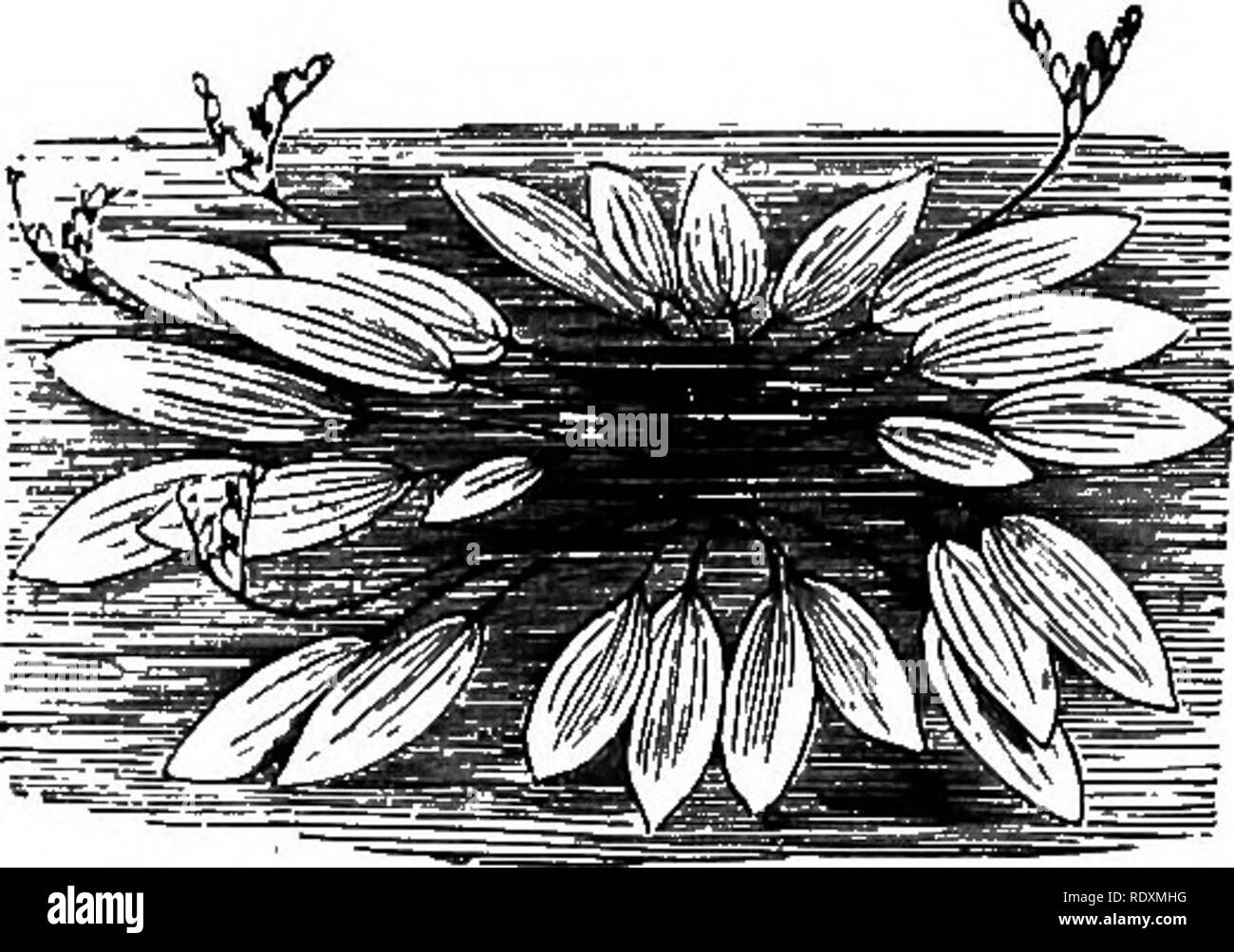. Le Livre de jardinage ; un manuel d'horticulture. Jardinage, Horticulture. 882 LE LIVRE DE L'CARDENING.. Fig. 582.-Aponogeton distachyon parfumée à l'aubépine. Il préfère une position où il y a un léger courant d'eau, et augmente rapidement à l'aide de ses décalages de tubéreuse. Brasenia peltata (Hydro- peltis purpurea) (American Water Shield) est une belle petite plante à feuilles peltées ovale et petite- plish pur-fleurs colorées. Elisma natans (Plantain d'eau flottant) est une maladie rare, l'usine britannique de petites et de la croissance, son port et les ours showy trois pétales de fleurs blanches. Hottonia palus Banque D'Images