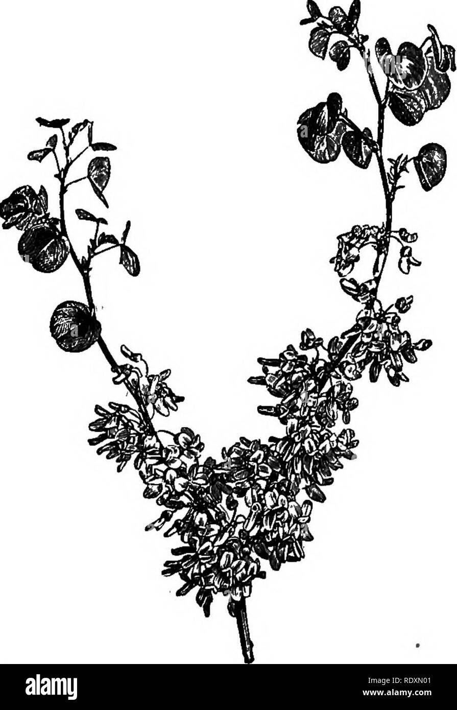 . Le Livre de jardinage ; un manuel d'horticulture. Jardinage, Horticulture. 374 Le livre de jardinage. C. c. latifolia et C. retusus peuvent également être mentionnés, mais au point de la beauté qu'ils sont de qualité inférieure à la première. Clematis (non-escalade). -Le plus négligé, et pourtant beau groupe de cle- matis, mérite d'être plus étendu de la culture, car il offre un bon écran de fleurs aux couleurs différentes au début de l'été et l'automne. Ceux mentionnés ici sont bien hardy, aucun besoin de protec- tion que ce soit, et comme ils sont facilement hébergement datée, de nombreux une frontière pourrait être rendu plus attractif étaient les Banque D'Images