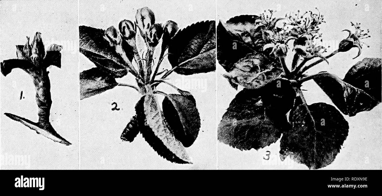 . L'horticulture ; un manuel pour les écoles secondaires et normales. Jardinage ; légumes ; fruits-culture. 196 ENNEMIS DE LA POMME, Poire, Pomme et coing borers.-l'apple tree est attaqué par plusieurs foreurs. La plus courante est la soi-disant télévision dirigé apple tree borer, qui est la larve d'un coléoptère buprestid. La larve vit dans l'arbre d'environ deux ans et terriers principalement dans les bois de sap et a7 : &gt ;,- ::x-j.. Fig. 120.-Trois étapes pour la pulvérisation de produits apple et poiriers. 1, l'ouverture des bourgeons d'hiver, spray ' pour la tavelure, pucerons, et bud moth. 2, rose ou pré-Blossom, spray pour la tavelure,, et le Banque D'Images