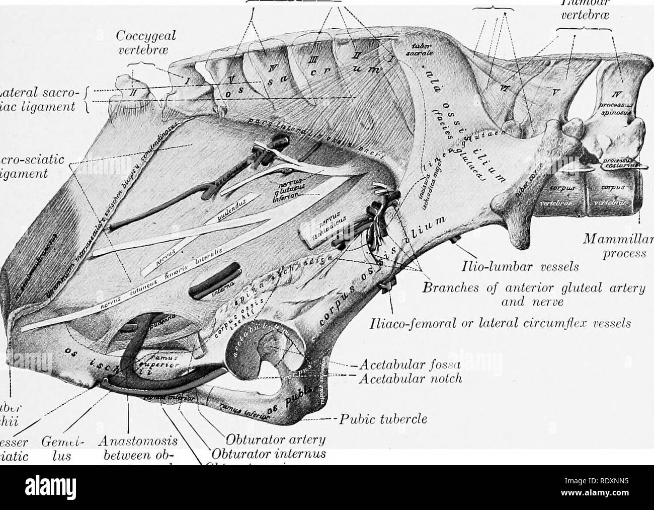 . L'anatomie de l'animaux domestiques . Anatomie vétérinaire. Grand sciatique 825 qui émergent au-dessus le grand nerf sciatique. Le nerf dorsal passe l'arrière sur la partie supérieure de la sacro-hgament sciatique et se divise en branches qui entrez le biceps femoris ; il supphes une succursale à la partie postérieure du moyen fessier, et d'un nerf qui tourne autour de la frontière postérieure de ce dernier et entre dans la partie postérieure de la tête du gluteus superficiel. La partie ventrale du nerf va vers le bas et l'arrière sur le ligament sacro-sciatique et se divise en nerf cutané postérieur de la cuisse (N. cutane Banque D'Images