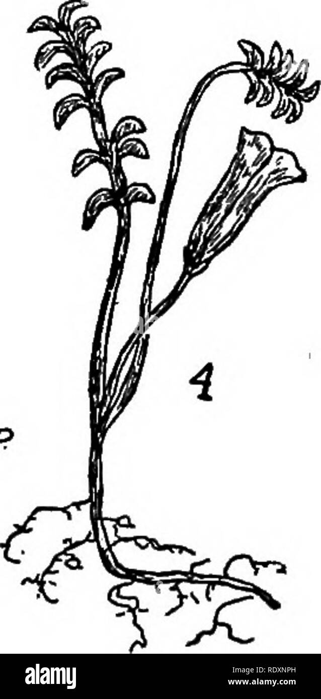 . Les familles de plantes à fleurs. Les plantes ; phanérogames marines. Genre Le plus important est Oeranium, représentée dans ce pays et dans l'Ancien Monde par de nombreuses espèces, dont les fleurs varient en taille de ceux de l'{G. géranium sanguin Caroline Carolinianum) et l'herbe Eobert (G^. Bohertianum), à l'espèce de l'Alaska à grande fleur de la Fig. 123. Les géraniums cultivés appartiennent pour la plupart dans le genre Pelargonium, distingués par la corolle quelque peu irrégulières. Ils ont été merveilleusement développé par de longues et de culture organisation hybride. Le genre Erodium, largement distribué dans les régions tempérées de Banque D'Images