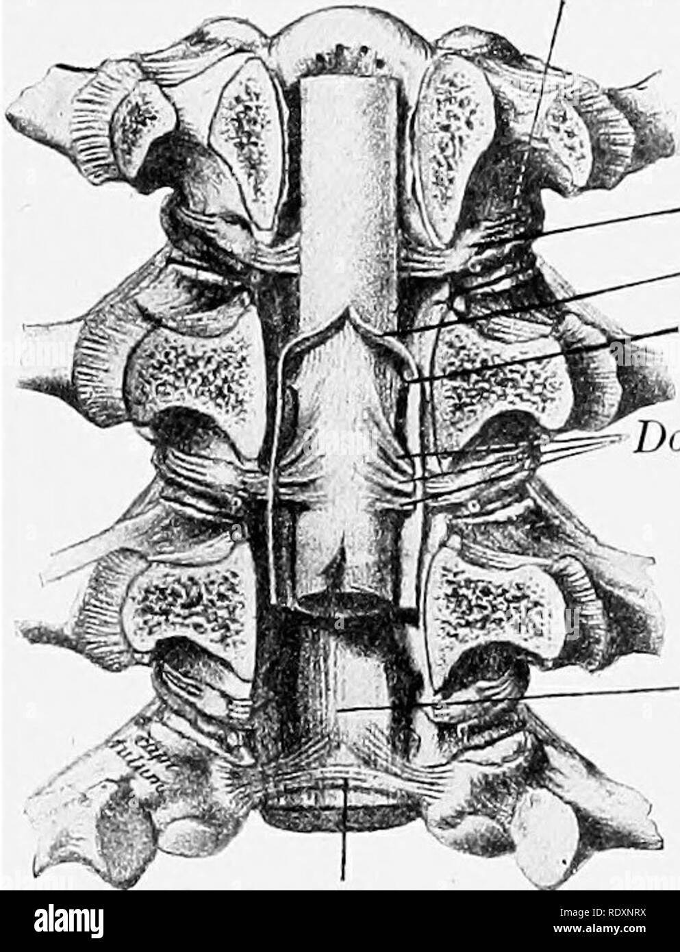 . L'anatomie de l'animaux domestiques . Anatomie vétérinaire. Les nerfs spinaux qui 811 il y a un élargissement nodulaire, le gris de la moelle spinale Ganglion ganglion). Au-delà le ganglion de la racine se joint à la racine ventrale pour constituer le nerf. Les ganglions sont externes à la dure-mère, et qui sont situées dans les foramina intervertébraux, sauf dans le cas de l'art sacré et coccygien nerfs, les ganglions situés dans le canal vertébral. Ceux de l'coccygien nerfs sont intradural. Les ganglions varient considérablement en taille ; celui du premier nerf cervical est à peine aussi grand qu'une graine de chanvre-, Banque D'Images
