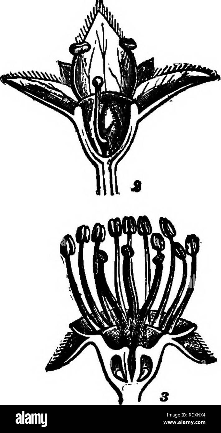 . Les familles de plantes à fleurs. Les plantes ; phanérogames marines. Le coutre de structures végétales. Copyright, 1900, par D. Appleton & Co. ; fig. III. Fleurs de rose et de familles d'Apple ; (i), hypogynous de fleurs Potentilla,V:ie les sépales, les pétales et les étamines supportés sur le récipient sous les carpelles ; (2), fleur d'perigynous Alchemilla, ces organes supportés sur le bord du récipient au-dessus le carpelle ; (3), epigynous fleur de la pomme, les parties découlant du sommet de l'ovaire. Après Focke. relativement peu nombreux, n'excédant pas 5. Les deux espèces d'Porteranthus, connu sous le nom de " Indian activi Banque D'Images