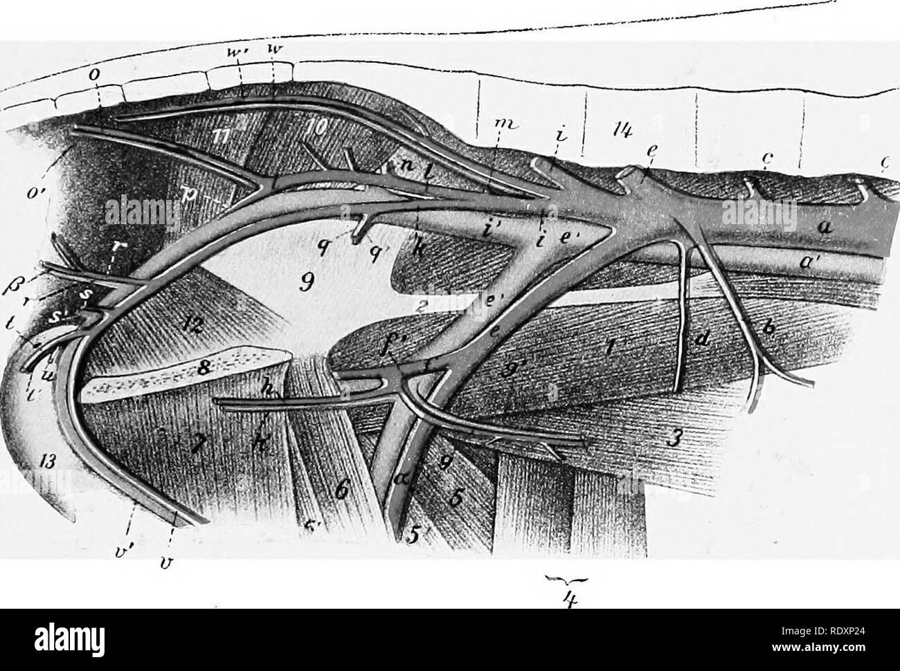 . L'anatomie de l'animaux domestiques . Anatomie vétérinaire. Les artères 751 la partie gauche de l'estomac, ce qui donne des branches qui le droit d'anastomoses de l'artère gastrique. L'artère splénique émet des branches pancréatiques, et atteint la partie ventrale de la rate. Il donne au large de la graisse épiploïque gauche et un gastro-gastro- direction générale de la rate qui passe à la fin de la dorsale de la rate, qu'il fournit, en plus de l'extrémité gauche de la rameaux de l'estomac. La partie antérieure de l'artère mésentérique surgit derrière la maladie cœliaque. Il dégage un tronc commun pour les deux artères coliques et la valvule iléo-caeco-c Banque D'Images