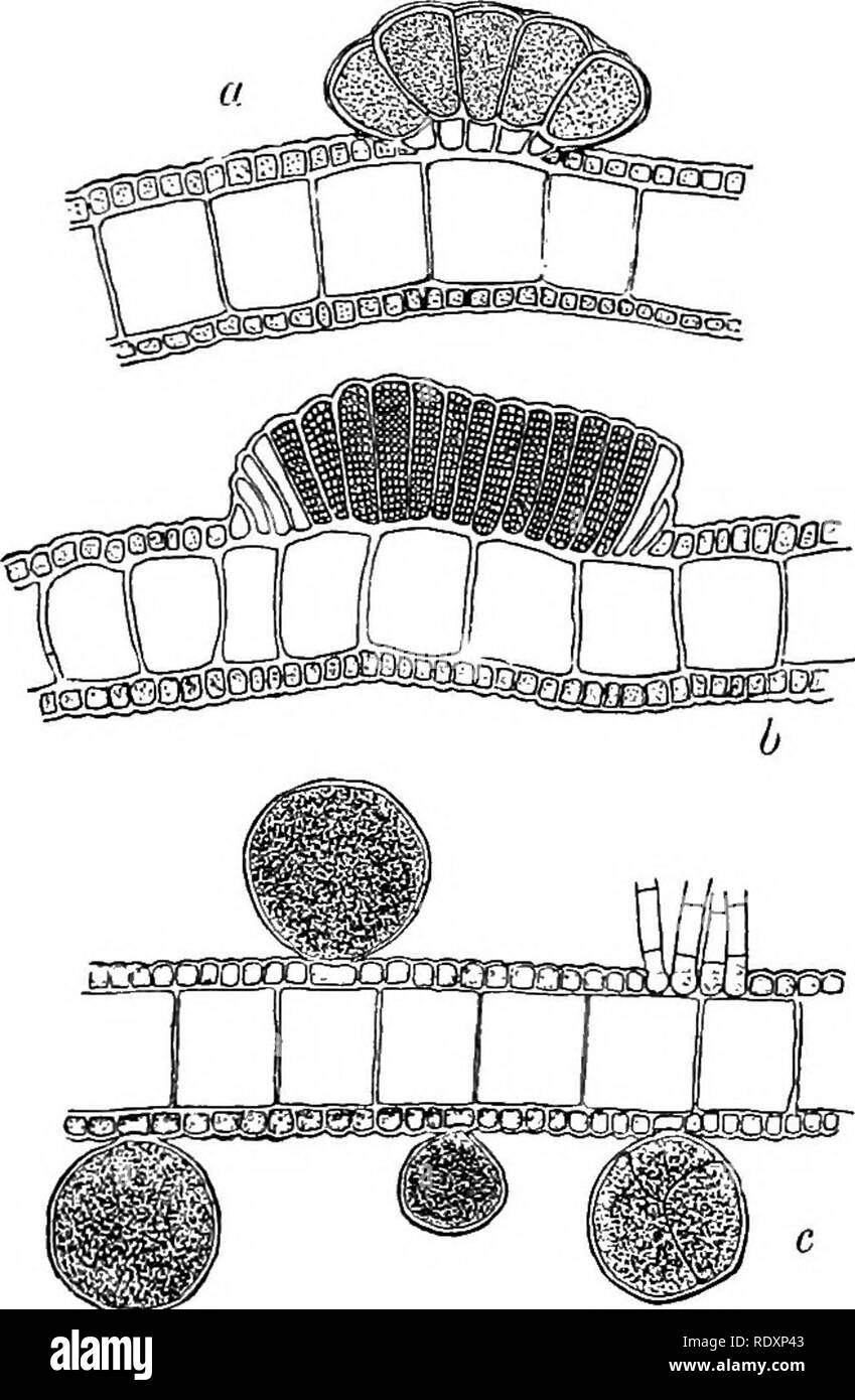 . Une introduction à l'étude de l'algue. Les algues. 62 L'algue et d'être finalement extrudé, chacun dans un oosiDhere immobiles. De même, les anthéridies se produisent dans sori, tandis qu'en Didyota les cellules épidermiques adjacentes développer une enveloppe entourant chaque sore de. Fig. 9.-dii,.,,".... toutes fortement agrandie. ..I,,jin ; fl, femme sore ; fc, homme idem ; c, sporanges ; anthéridies latéralement. Le contenu, après plusieurs bipartitions en de nombreuses cellules, se transformer en un grand nombre de gaz incolore, immobile, ONU- antherozoids cilié, globulaire ou légèrement allongé.. Veuillez noter que ces images Banque D'Images