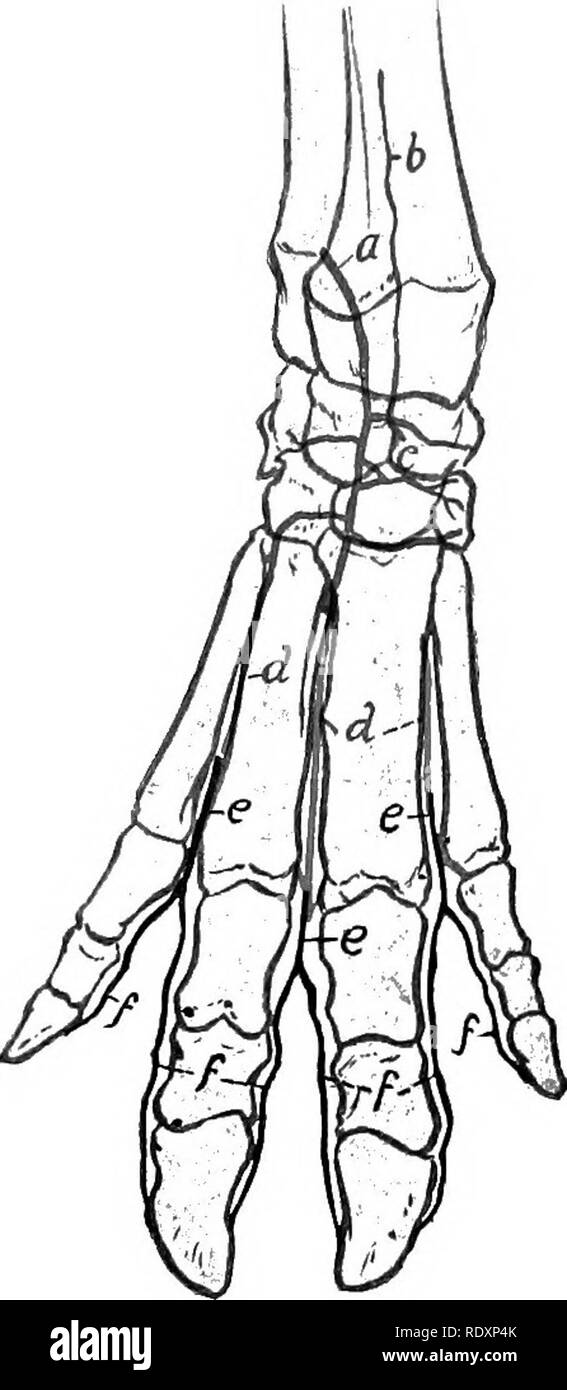 . L'anatomie de l'animaux domestiques . Anatomie vétérinaire. 738 Système circulatoire DU COCHON Six paires d'artères lombaires découlent de l'aorte.^ Le seventii vient du milieu et sacrées. Les branches terminales de l'aorte ressemblent à ceux du bœuf. Les artères de l'épaule, du bras et avant-bras ressemblent à ceux d'en général le boeuf. L'artère brachiale se poursuit sur la face interne du coude par l'artère médiane. Celui-ci divise près du milieu de l'avant-bras dans les artères radiale et ulnaire. L'artère radiale est le plus petit des deux branches terminales de la médiane. Il descend alo Banque D'Images