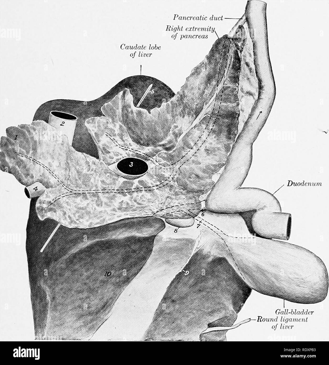 . L'anatomie de l'animaux domestiques . Anatomie vétérinaire. Le pancréas 469 couverts dans une large mesure par le péritoine. Il est attaché au foie et au portail latéral à la fissure, et à la piliers du diaphragme. Entre ces adhésions il est libre et forme la paroi ventrale de la graisse épiploïque foramen. Sur le côté droit, il s'étend vers l'arrière au-delà du lobe caudé du foie entre les couches de l'mesoduodenum ; ici, il est en contact avec la partie supérieure du flanc à l'articulation lombo-costal- angle, et est liée à la droite le Dos et rein par ventro-sa" latéral droit - conduit pancréatique e Banque D'Images