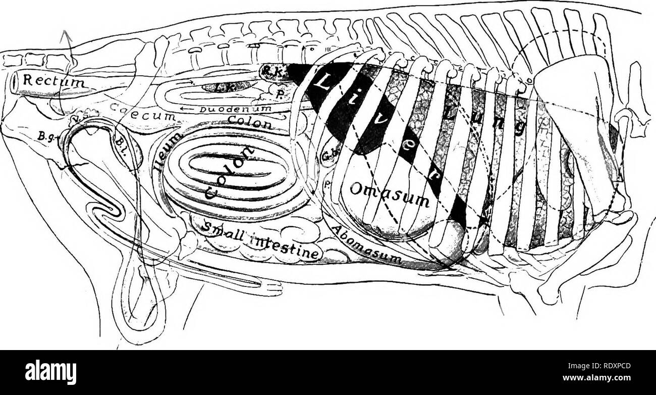 . L'anatomie de l'animaux domestiques . Anatomie vétérinaire. 464 SYSTÈME DIGESTIF DU BŒUF entre le cæcum et le colon, à qui il est adhérent. Les orifices du conduit pancréatique et la voie biliaire sont sur les papilles ou plis épais, pas de Meckel ne soit présent. Il y a des plis transversaux permanent de la muqueuse (Plicae circulares). Glandes duodénales se produisent dans les douze à quinze pieds (4 à 4,5. Fig. 397,-Projection de viscères de Bull sur le corps-mur ; côté droit. P., pylore ; G.B,, vésicule biliaire ; R.K., rein droit, L.K., rein gauche ; P. (au-dessus du duodénum), du pancréas ; Bl,^ urinarj Banque D'Images