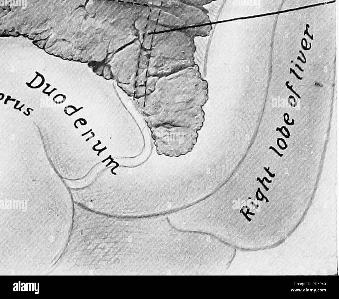 . L'anatomie de l'animaux domestiques . Anatomie vétérinaire. V 0, ^A e&gt ;. '^ yer, rein Riqht /j'^ ^^j'estomac/i. Le conduit pancréatique Fig. 371.-pancréas de Hokse ; Relations avec le chef vue ventrale. Le conduit pancréatique et ses deux chef radicules sont indiqués par des pointillés, puisqu'elles sont dans le fond de la glande. pont de tissus glandulaires dorsal à l'esprit, formant ainsi l'anneau (anneau portse portail). La partie antérieure (angle duodénal ou craniaUs Angulus)i est la plus partie ventrale de la glande, c'est joint à la concavité de la deuxième courbe du duodénum et de la partie adjacente de la rig Banque D'Images