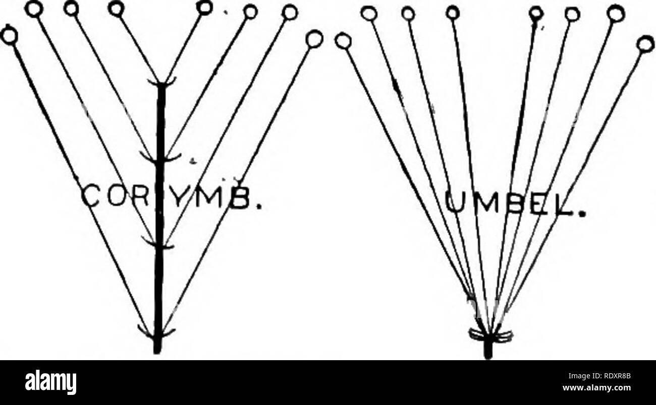 . L'essentiel de la botanique. La botanique. 302 B0TAN7. Couleur*-wlien bourgeons bien mûre sont le plus souvent brun ou brownisL. en couleur, mais peut être noir, gris, rouge, Rusty ferrugineux ^), etc., etc. Structure.-disséquer plusieurs bourgeons, dépose les échelles soigneusement un par un, et de les préserver en tant que série. Remarquez que l'extérieur- la plupart de ceux qui sont habituellement les plus difficiles, et que lorsqu'on passe à l'intérieur, la texture est plus douce et plus progressive comme celle de jeunes feuilles. Notez que l'intérieur est composé de jeunes feuilles (ou jeunes fleurs). Avec un couteau bien séparer d'un bourgeon d'une base à l'apex, et l'avis t Banque D'Images