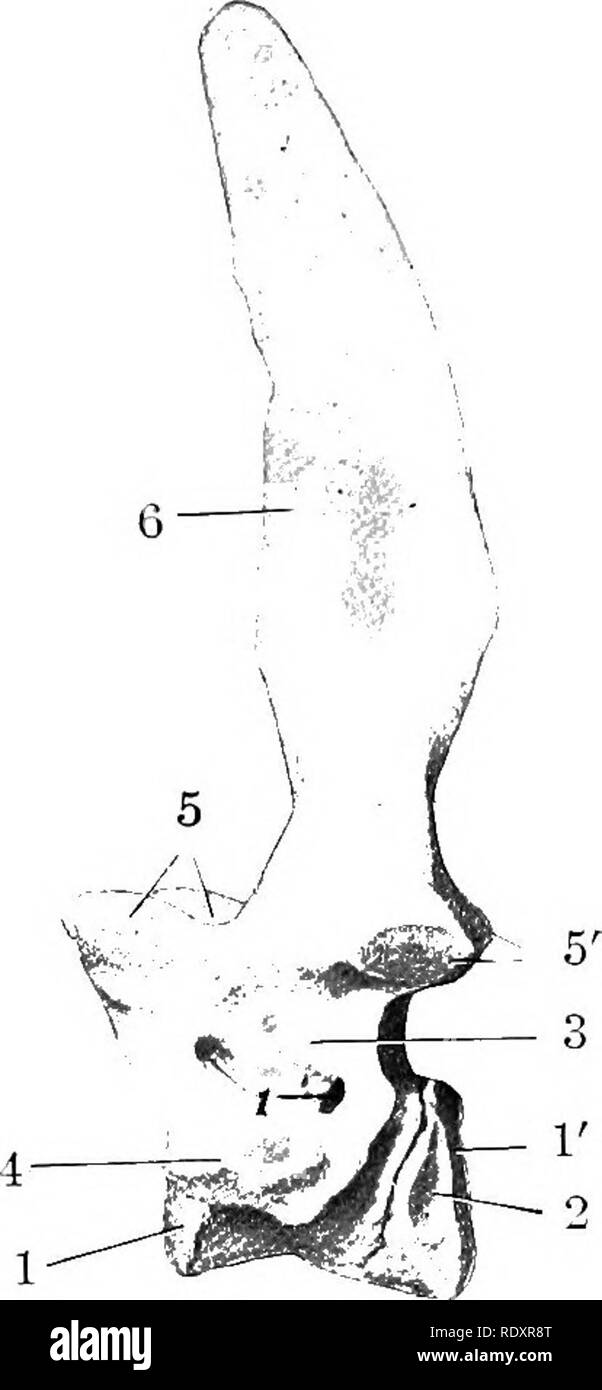 . L'anatomie de l'animaux domestiques . Anatomie vétérinaire. Fig. 164,-quatrième vertèbre cervicale de cochon ; Lat- nérale A'iKW. 1, 1', la face antérieure et pos e résultats t- extrémités de bod^- ; 2, arche ; 3, 4 ; passage du trou occipital, apophyse antérieure ; 5, apophyse épineuse ; 6., succursale de ventrale transverse. Fig. 165.-sixième CERvir'AL Vertèbre de cochon ; vue antérieure. 1, corps ; 2, 3 ; processus transverse, foramen transversarium ; 4, d'autres de foramen arch ; 5, processus articulaire ; 6, 7 ; arch apophyse épineuse,.. Fig. 166.-septième cervical. Vertèbre de cochon ; latéral "'lET". 1, 1', antérieur et postérieur fin Banque D'Images