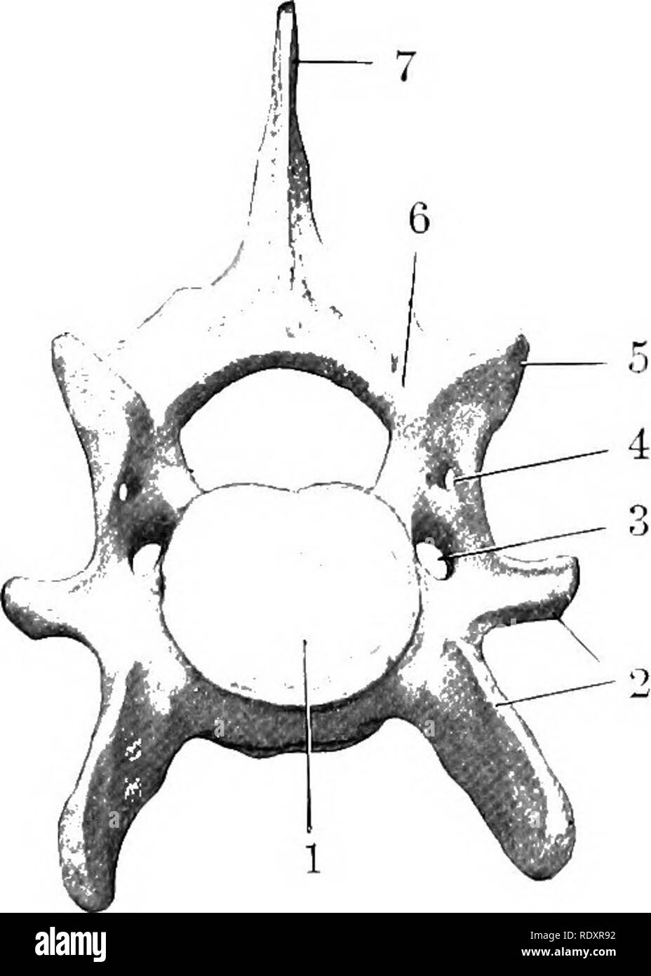 . L'anatomie de l'animaux domestiques . Anatomie vétérinaire. Fig. 164,-quatrième vertèbre cervicale de cochon ; Lat- nérale A'iKW. 1, 1', la face antérieure et pos e résultats t- extrémités de bod^- ; 2, arche ; 3, 4 ; passage du trou occipital, apophyse antérieure ; 5, apophyse épineuse ; 6., succursale de ventrale transverse. Fig. 165.-sixième CERvir'AL Vertèbre de cochon ; vue antérieure. 1, corps ; 2, 3 ; processus transverse, foramen transversarium ; 4, d'autres de foramen arch ; 5, processus articulaire ; 6, 7 ; arch apophyse épineuse,.. Veuillez noter que ces images sont extraites de la page numérisée des images qui peuvent avoir été retouchées numériquement Banque D'Images
