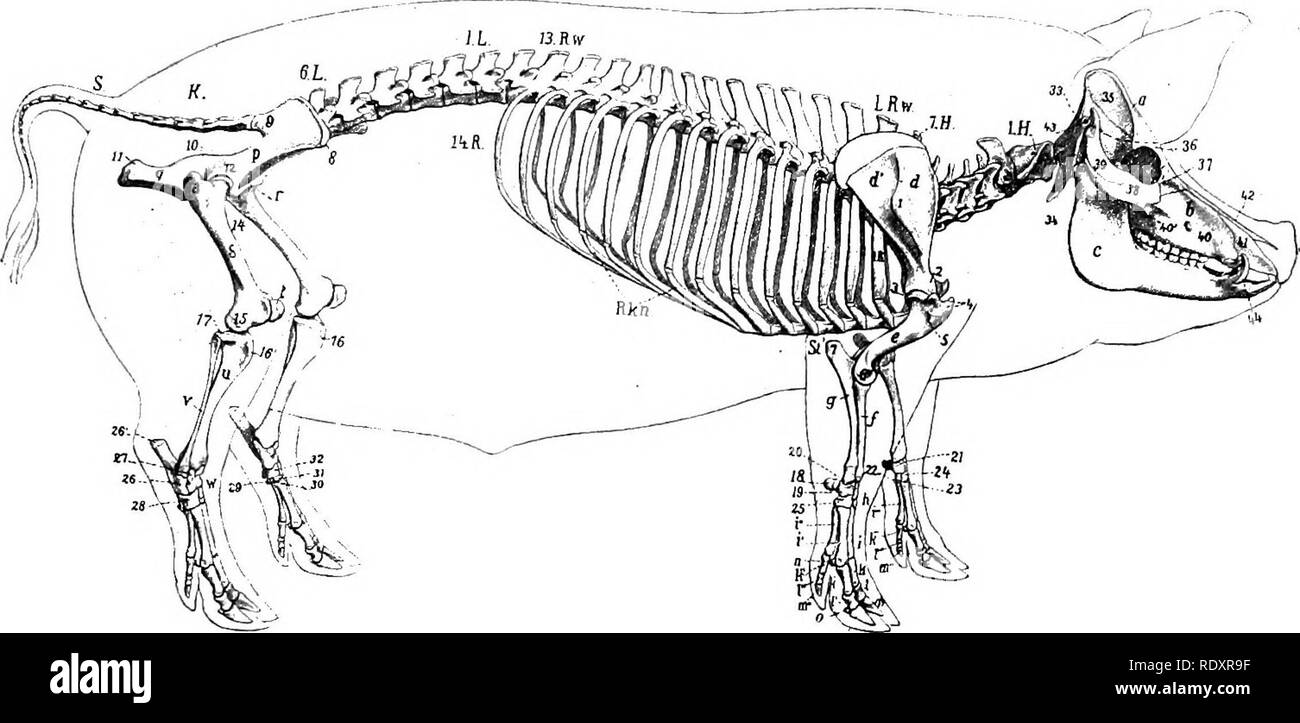 . L'anatomie de l'animaux domestiques . Anatomie vétérinaire. Squelette DE LA COLONNE 161 PIGâVERTEBRAL la faible marge latérale du condyle latéral du tibia ; l'extrémité distale forme la malléole externe, comme dans le boeuf. La patella est relativement plus long et plus étroit que celui du bœuf. Les tarses sont semblables à ceux de l'ox sauf dans la taille. L'os métatarsien et numérique présente des caractères spéciaux similaires à ceux de l'correspondmg partie du membre thoracique. Squelette DE LA COLONNE VERTÉBRALE DE PORC La formule vertébrale est C7Ti4-J5L6-7S4Cy2o-23. Les vertèbres cervicales sont courtes et avide. L Banque D'Images