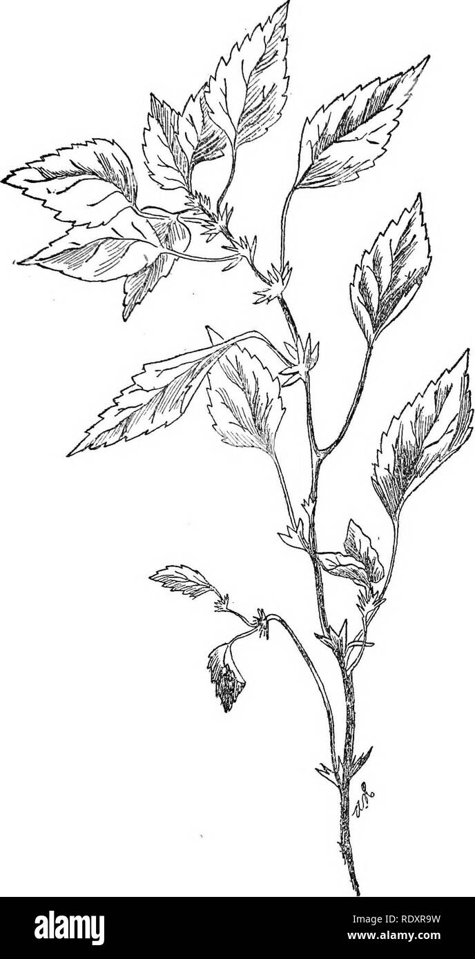 . Un manuel de plantes toxiques, principalement de l'Est de l'Amérique du Nord, avec de brèves notes sur le développement économique et les plantes médicinales, et de nombreuses illustrations. Plantes toxiques. EUPHORBIACEAE-ACAIvYPHA 605. Fig. 340. Trois rhomboide (^Acatypha virginica). Sup- posés pour être toxique pour les bovins. (Ada Hayden.). Veuillez noter que ces images sont extraites de la page numérisée des images qui peuvent avoir été retouchées numériquement pour plus de lisibilité - coloration et l'aspect de ces illustrations ne peut pas parfaitement ressembler à l'œuvre originale.. Pammel L., H. (Louis Hermann), 1862-1931. Cedar Rapids, IA , appuyez sur le flambeau Banque D'Images