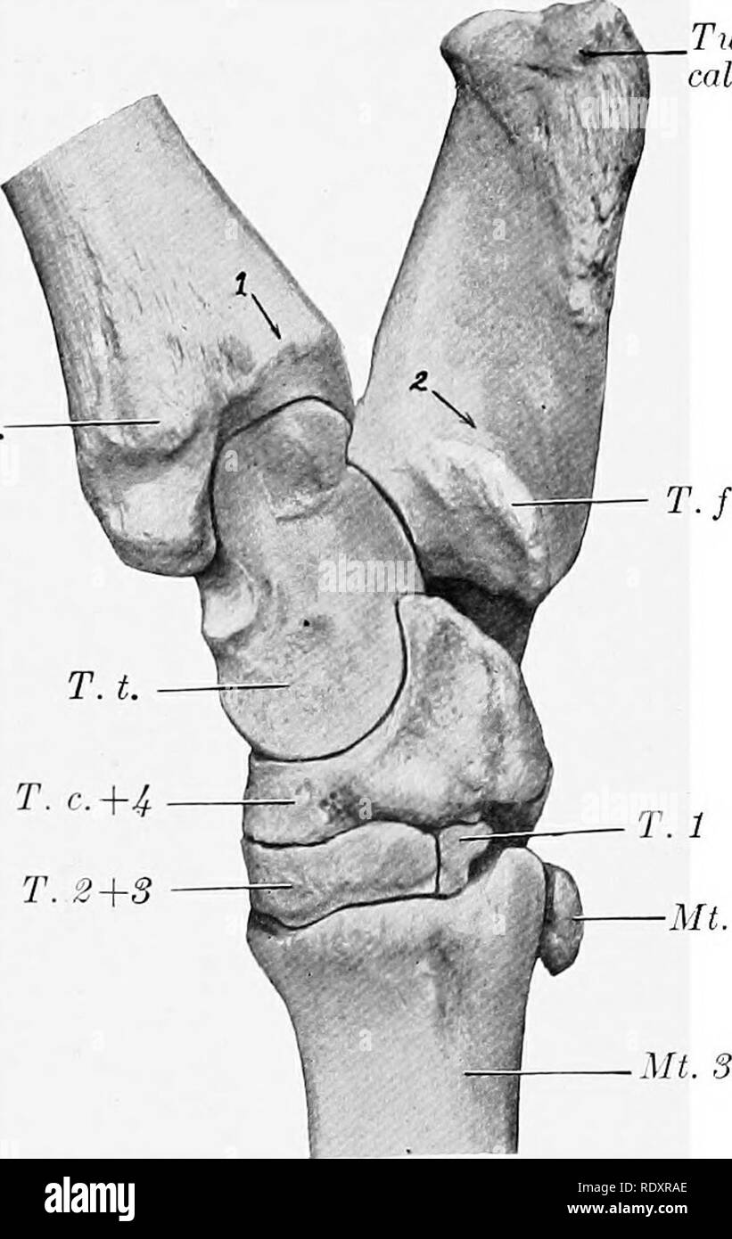 . L'anatomie de l'animaux domestiques . Anatomie vétérinaire. 154 SQUELETTE DE L'OX L'arbre est nettement incurvé, de sorte que la face interne est convexe. La face postérieure n'est pas divisée en deux zones, et les lineae musculares sont moins nombreux et se prolongent jusqu'au plus élevé que chez le cheval. Les rainures articulaire et de la crête de l'extrémité distale sont presque dans le sens sagittal, et présente une vaste fosse synovial mais peu profond. La rainure latérale est sepal'évalué par une arête à une zone extérieure qui est pour l'articulation avec la malléole externe. La partie antérieure de la malle- olus est prolongée dow Banque D'Images