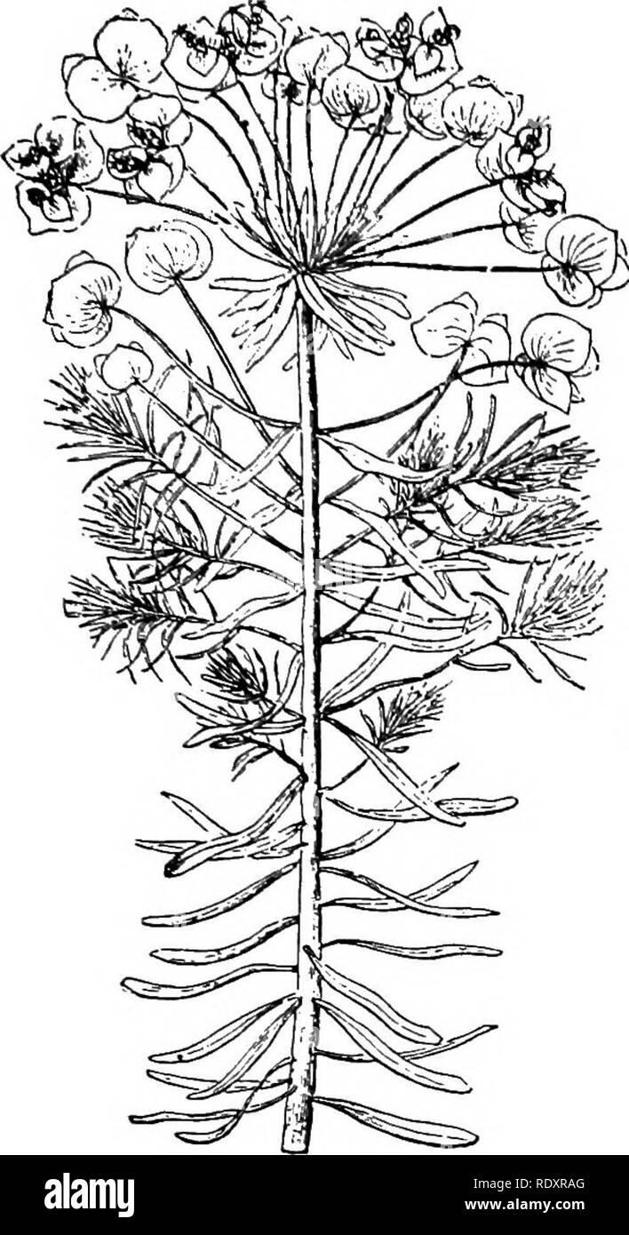 . Un manuel de plantes toxiques, principalement de l'Est de l'Amérique du Nord, avec de brèves notes sur le développement économique et les plantes médicinales, et de nombreuses illustrations. Plantes toxiques. EUPHORBIACEAE EUPHORBIA-601. Fig. 337. Floraison jaune ou l'euphorbe cyprès (Euphorbia cyparissias). Une branche avec de grandes bractées et de petites fleurs. (Stras- burger, Noll, Schenck et Schiraper.) obtenues par les abeilles à partir de la plante est toxique et est rendu impropre à l'utilisation. Les propriétés de l'âcre de cette espèce ont été décrits il y a quelques années par le Dr Schneck. Le jus d'E. corollata, selon le Dr Halsted et beaucoup d'autres observateurs, est âcre, Banque D'Images