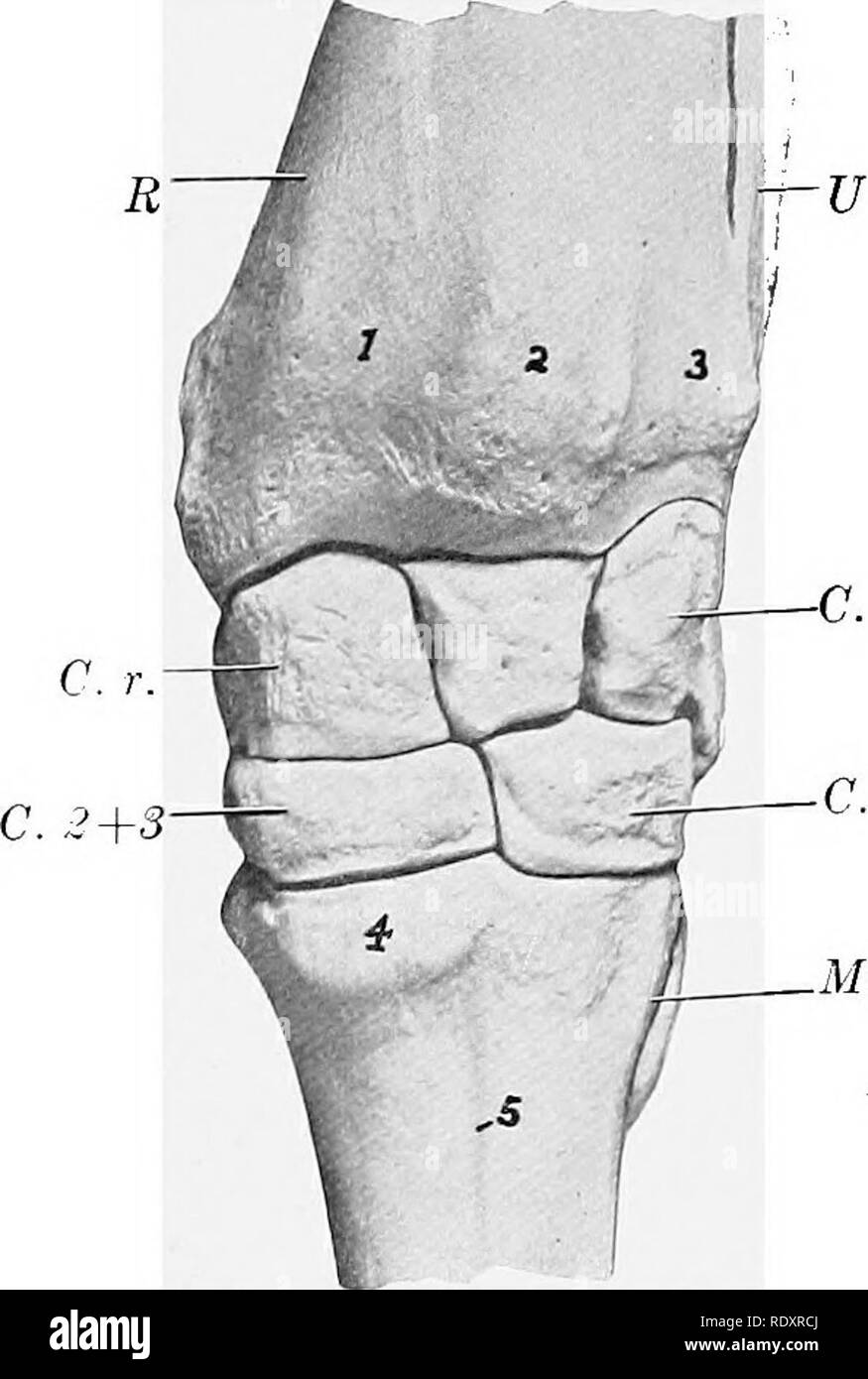 . L'anatomie de l'animaux domestiques . Anatomie vétérinaire. 148 SQUELETTE DU BŒUF pour les tendons extenseurs sont peu profonds. L'extrémité proximale s'unit à l'arbre à un à un an et demi, et l'extrémité distale à trois et demi à quatre ans. Le rapprochement des extrémités inférieures de l'avant-bras et le carpi donne le "renvoi" de genou en apparence les bovins. L'obliquité de la surfaces de l'articulation produit des écarts latéraux de la partie inférieure de la jambe en flexion. Les facettes de l'intermédiaire et radiale carpals sont plus étroites que chez le cheval et exécuter dorso-obUquely latéralement. La surface Banque D'Images