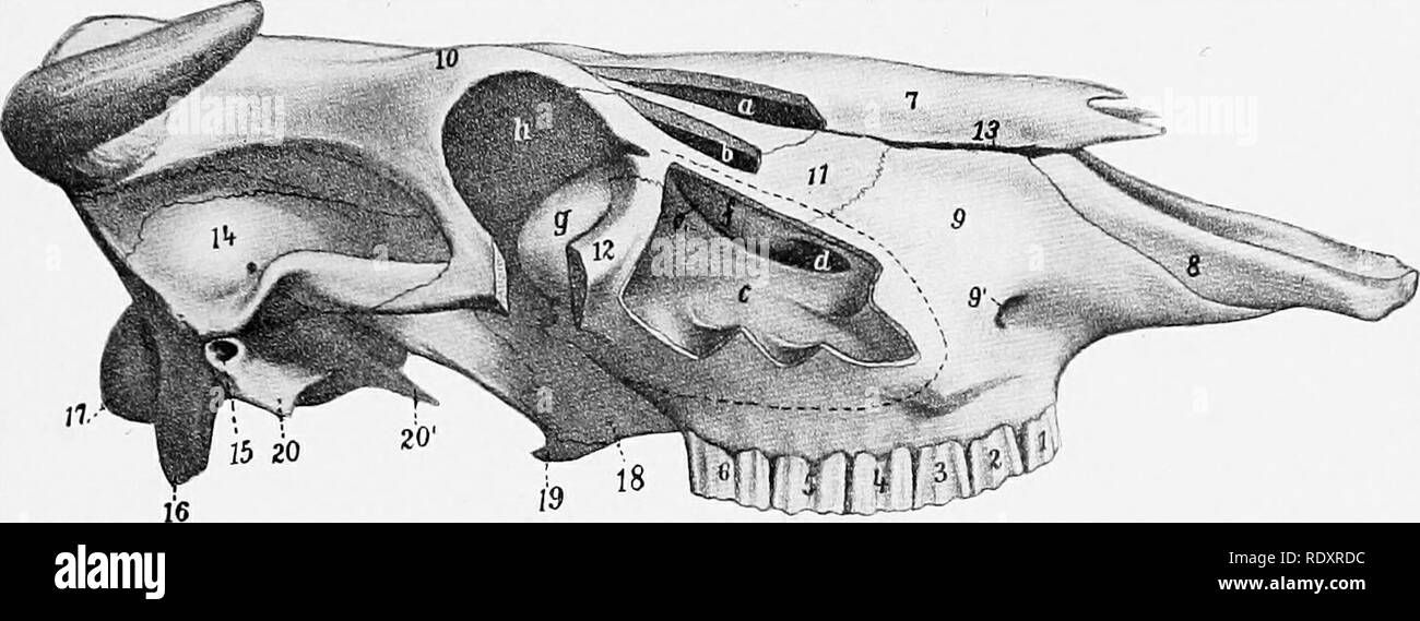 . L'anatomie de l'animaux domestiques . Anatomie vétérinaire. Les OS DE LA BRANCHE THORACIQUE 145 la bifurcation de l'apophyse zygomatique de l'os malaire. Il s'étend aussi vers le haut et l'arrière au moyen d'une large ouverture dans une cavité formée par l'ethmoïde, frontal, lacrymal, et os turbinal, à la face interne de l'orbite.je le plancher de la cavité est irrégulière et les racines de ces trois ou quatre dents joue jusqu'à ce projet, recouverts d'une plaque d'os. Le sinus communique avec le sinus palatine librement sur le foramen infraorbital canal par une ouverture ovale environ deux à trois pouces (ca. 5 à 7,5 c Banque D'Images