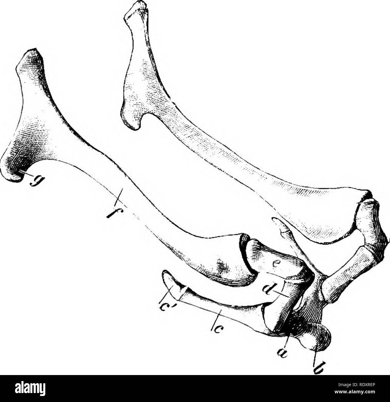 . L'anatomie de l'animaux domestiques . Anatomie vétérinaire. Incisives Condyle L ' Angle de la surface Fig. Symphyseal 136.-Moitié droite op mandibule d'Ox ; vue médiale. Foramen mandibulaire, 1 ; 2, groove pour nerf lingual. le nerf lingual et à la baisse des courbes de l'avant. Projets du condyle plus loin que médialement au cheval, et est concave d'un côté à l'autre. Le processus de coronoid est vaste et les courbes en arrière. L'os hyoïde a un court processus lingual tubéreuse. Le milieu cornua sont presque aussi grande que la petite cornua. La grande cornua sont étroites, sauf aux extrémités. L'extrémité supérieure divise Banque D'Images