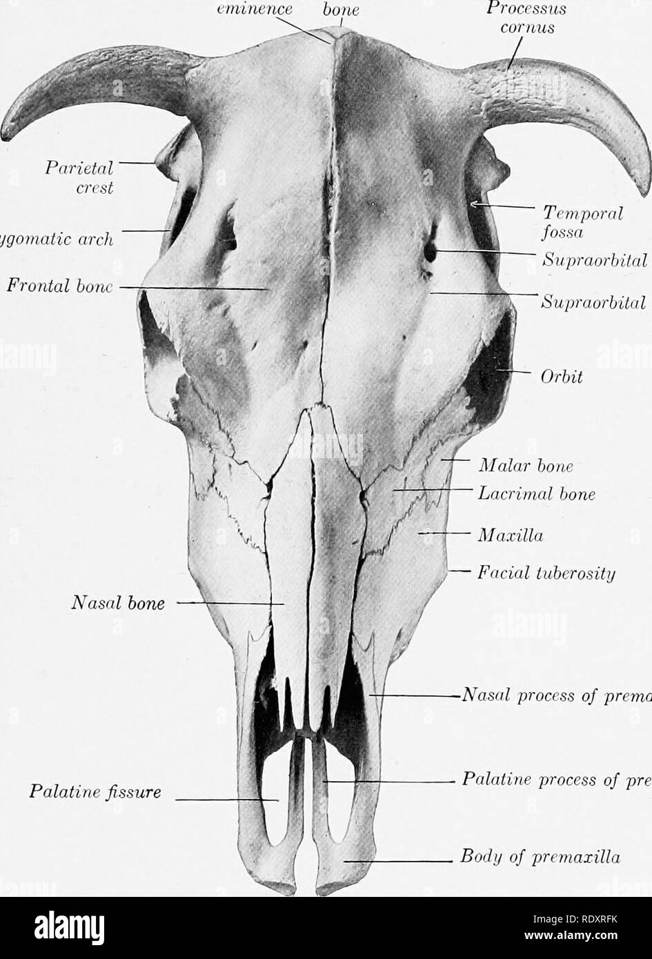 . L'anatomie de l'animaux domestiques . Anatomie vétérinaire. 135 OS DU CRÂNE Elles constituent la partie supérieure de la paroi postérieure, tordre brusquement l'avant le long de la paroi latérale de l'enseignement transnational, et entrer dans la formation de la fosse temporale. La ligne d'inflexion est marquée par l'importance de la crête pariétale, qui est en continuité avec la crête temporelle ci-dessous et l'écusson frontal vers l'avant. Le pari(&gt;totaux sont creusées pour faire partie de la sinus frontaux dans l'animal adulte. L'os pariétal frontal eminence mrh zygomatique banc frontale foramen supraorbitales Arcade orbitaire la gorge. Fissure palatine maxillaire Banque D'Images