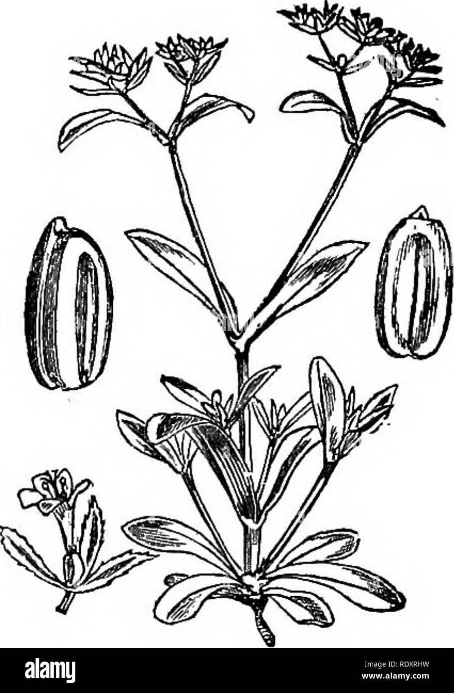 Gravure Sur Bois Botanique Originale – Fleurs, 1884 (Europe, Teintée Main)