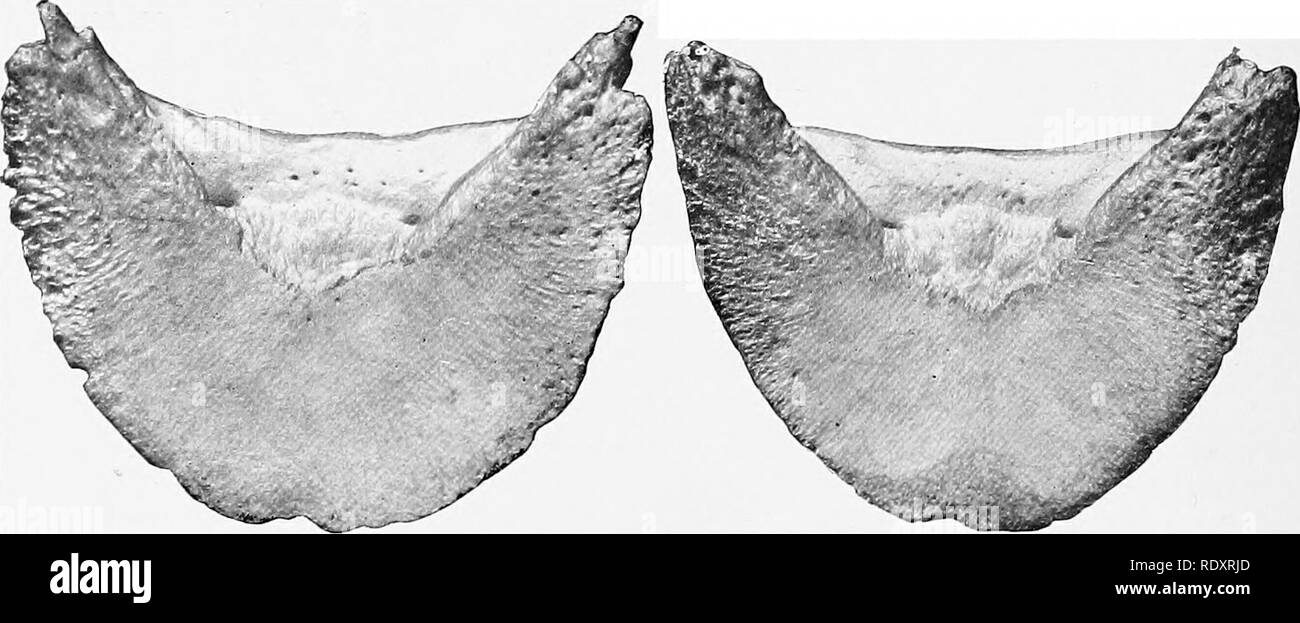 Metatarsal bone horse anatomy Banque de photographies et d’images à ...